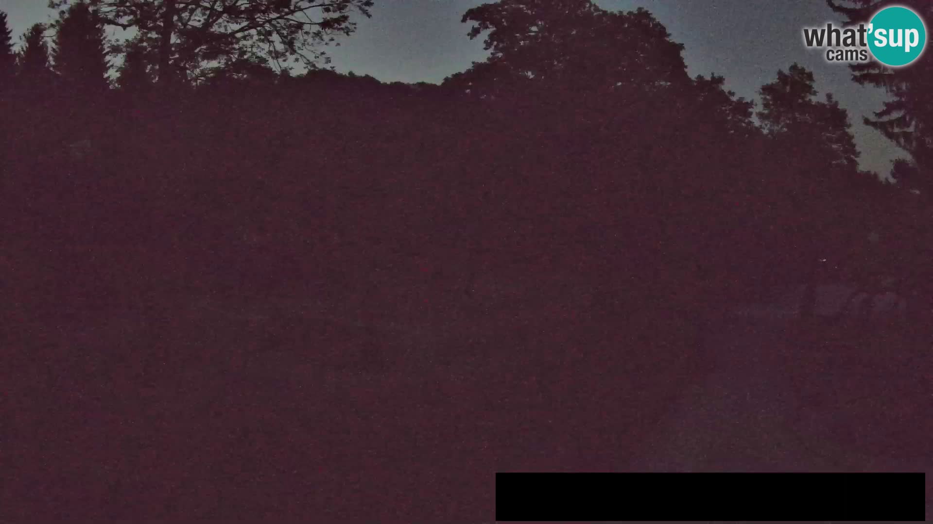 Webcam Zoo Ljubljana – Jirafas