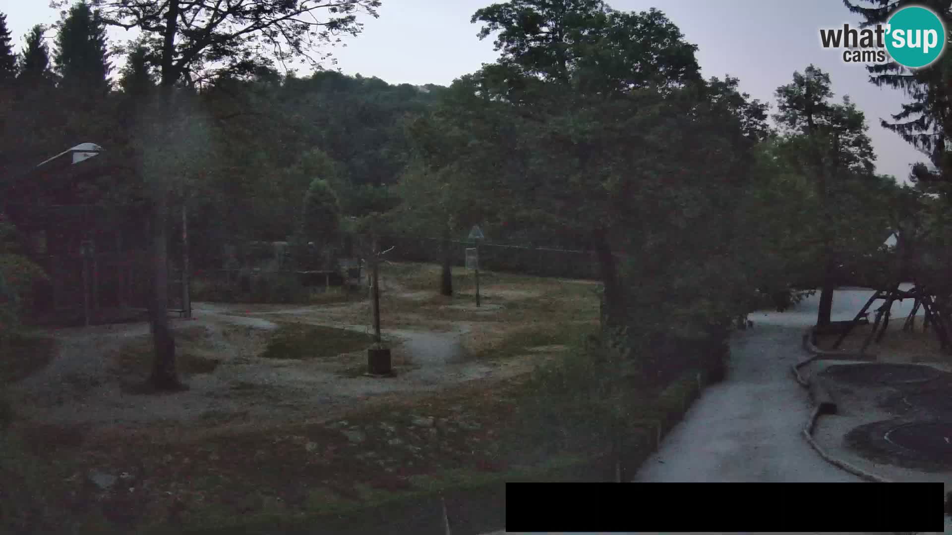 Webcam Zoo Ljubljana – Giraffen
