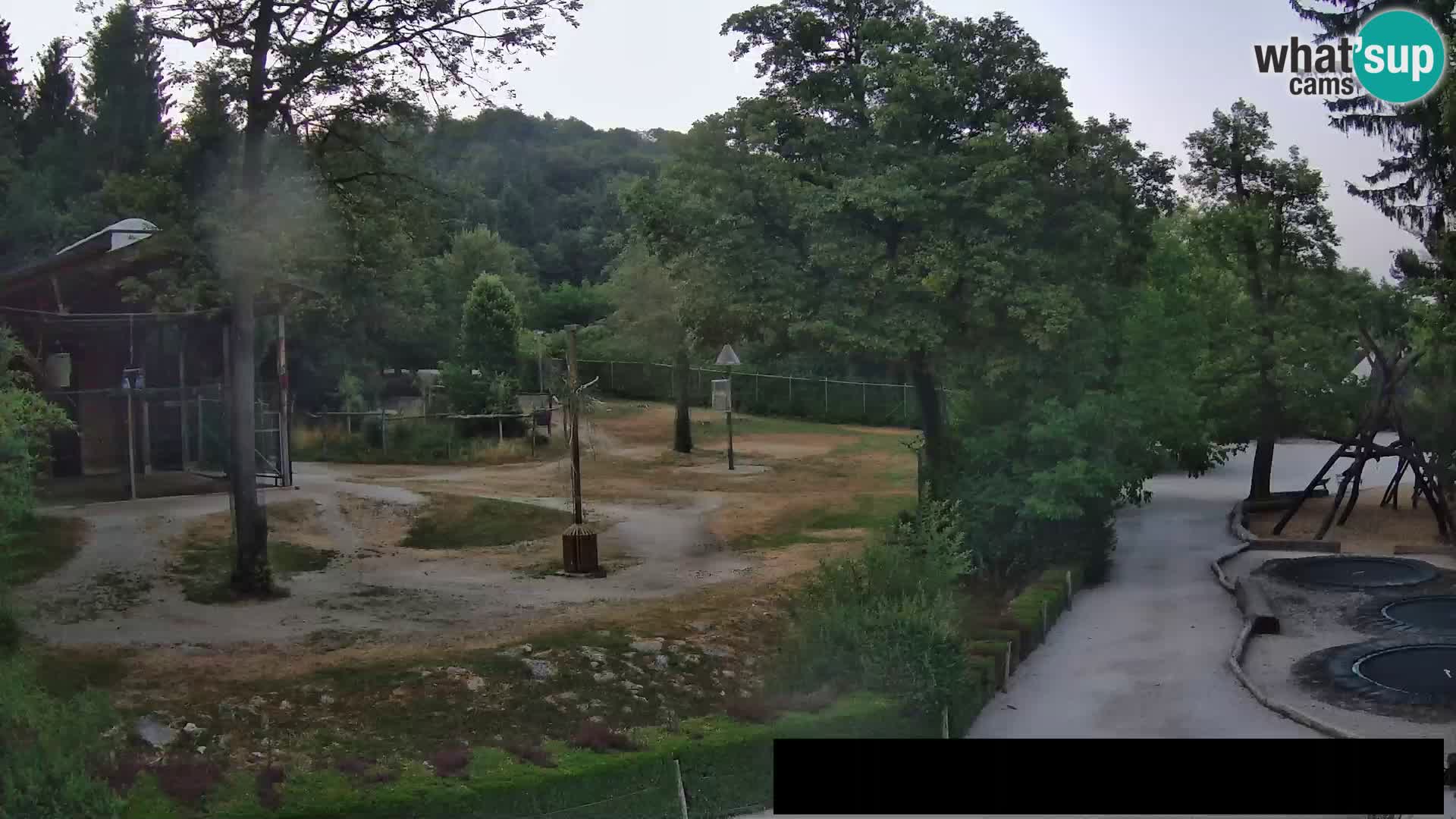 Webcam Zoo Ljubljana – Jirafas