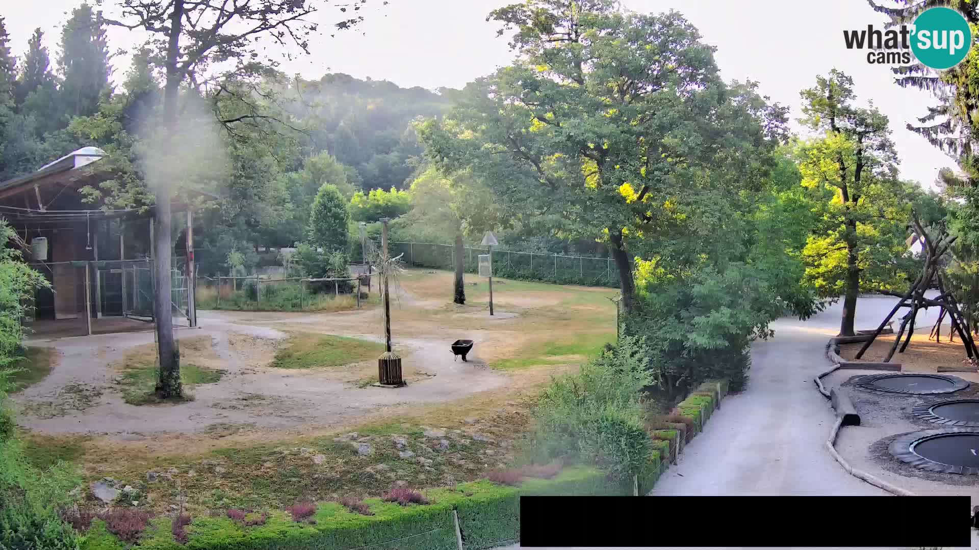 Web kamera Zoo Ljubljana – Žirafe