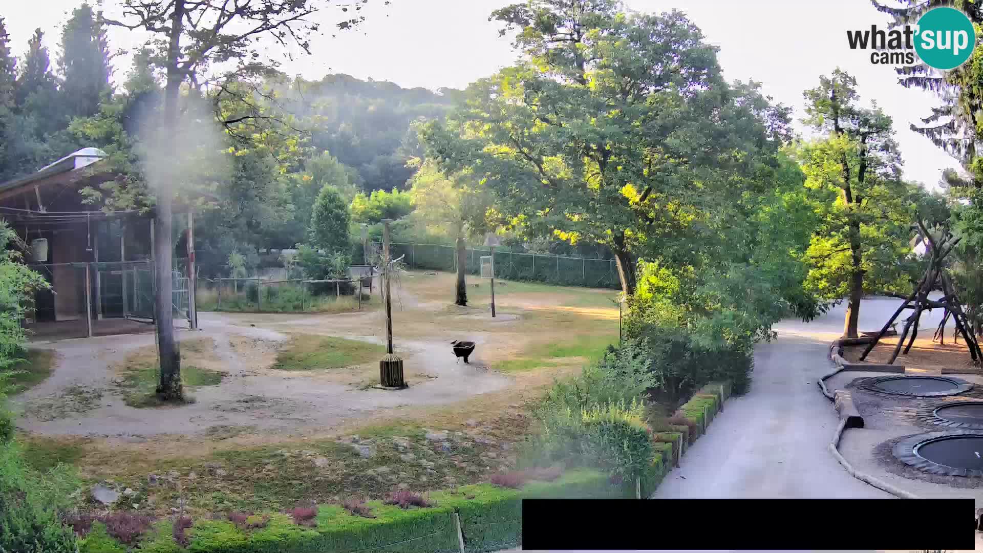 Webcam Zoo Ljubljana – Giraffes