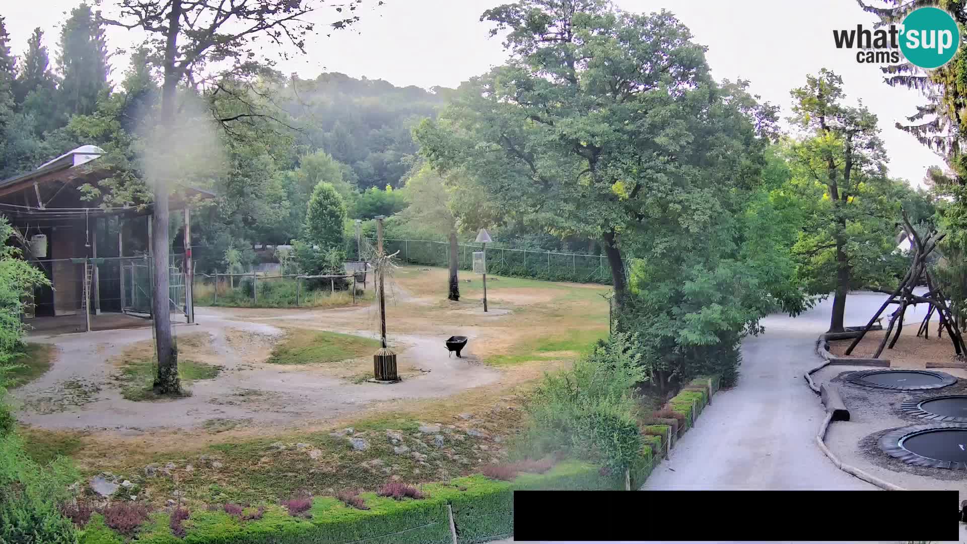 Spletna kamera Živalski vrt Ljubljana – Žirafe