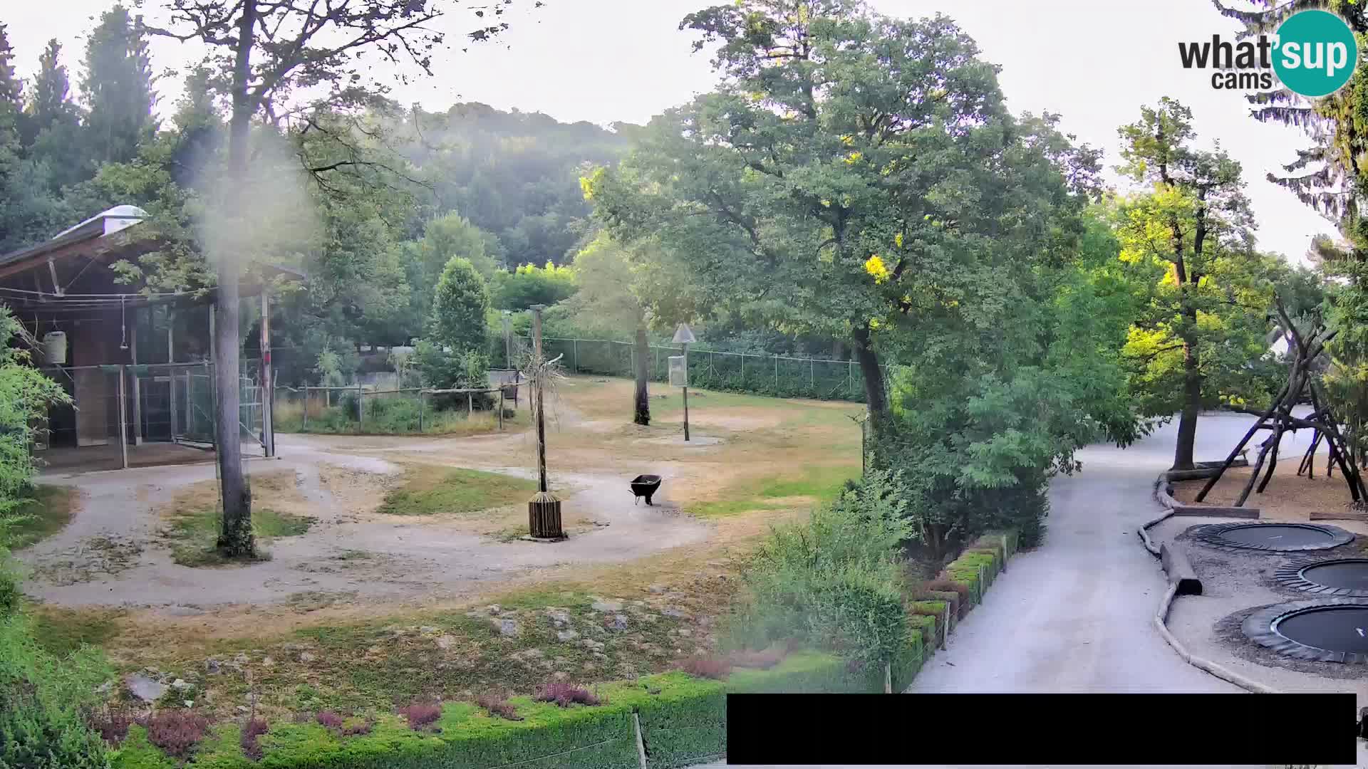 Webcam Zoo Ljubljana – Jirafas