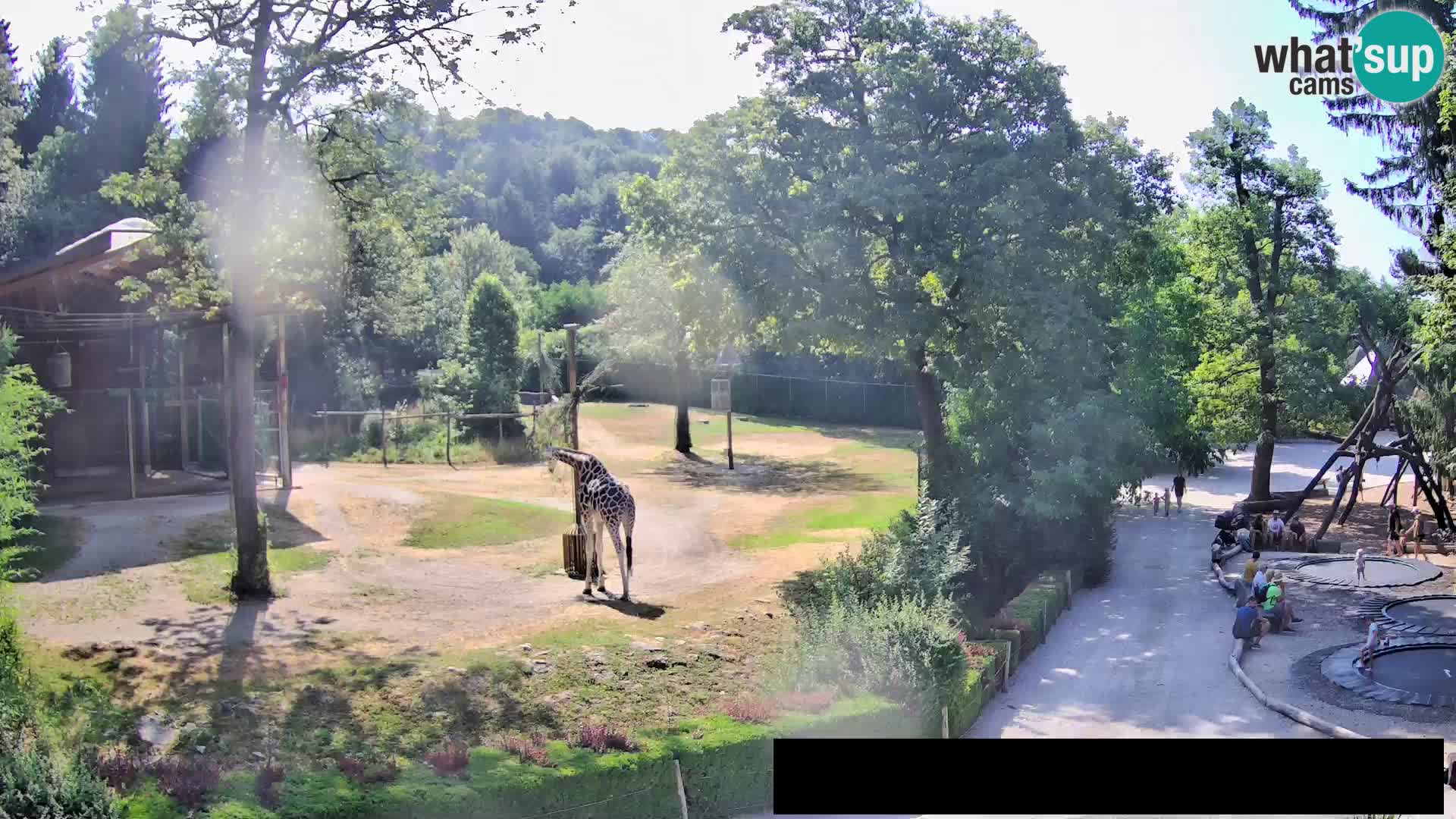 Webcam Zoo Ljubljana – Giraffes