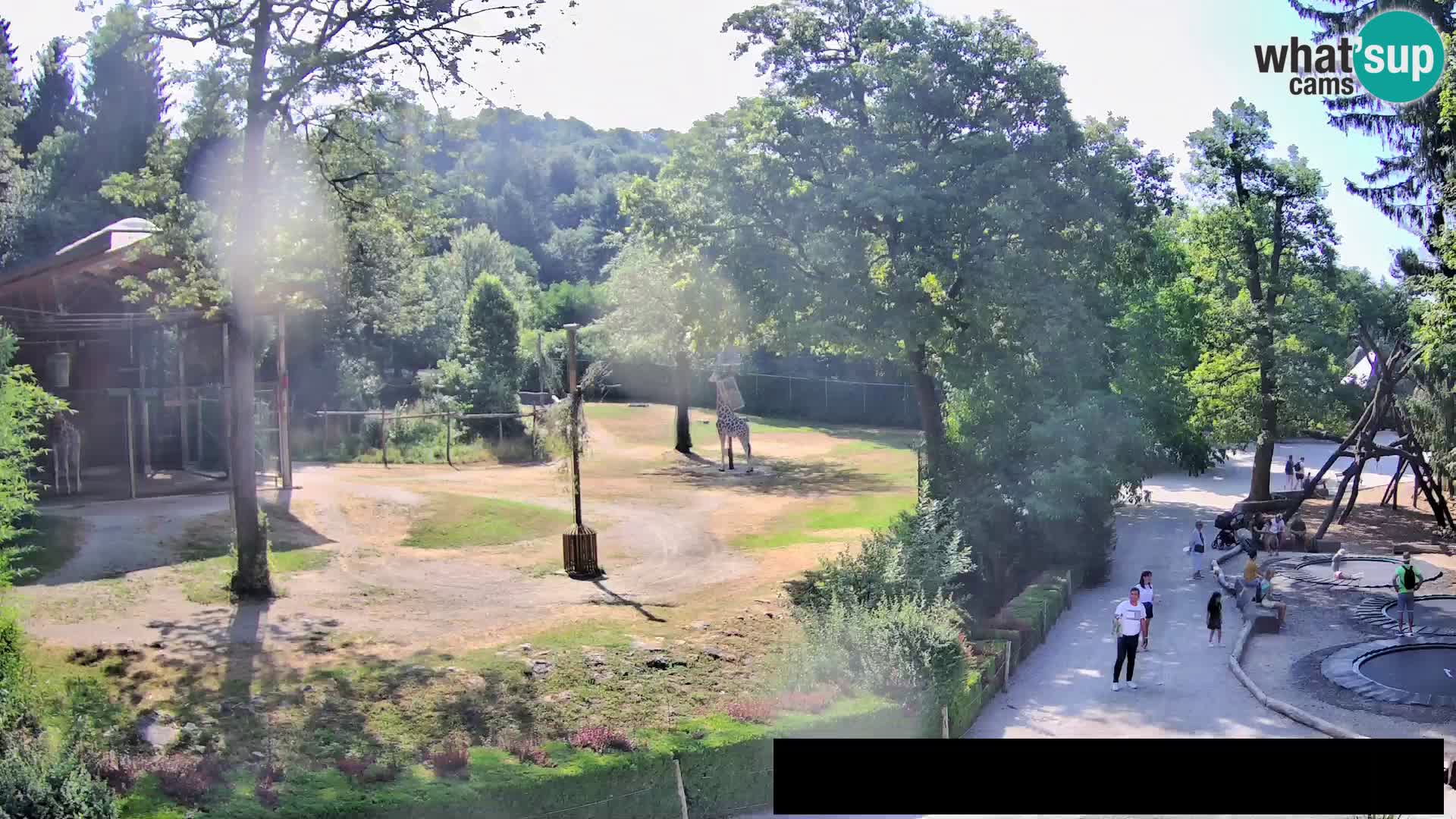 Webcam Zoo Ljubljana – Giraffes