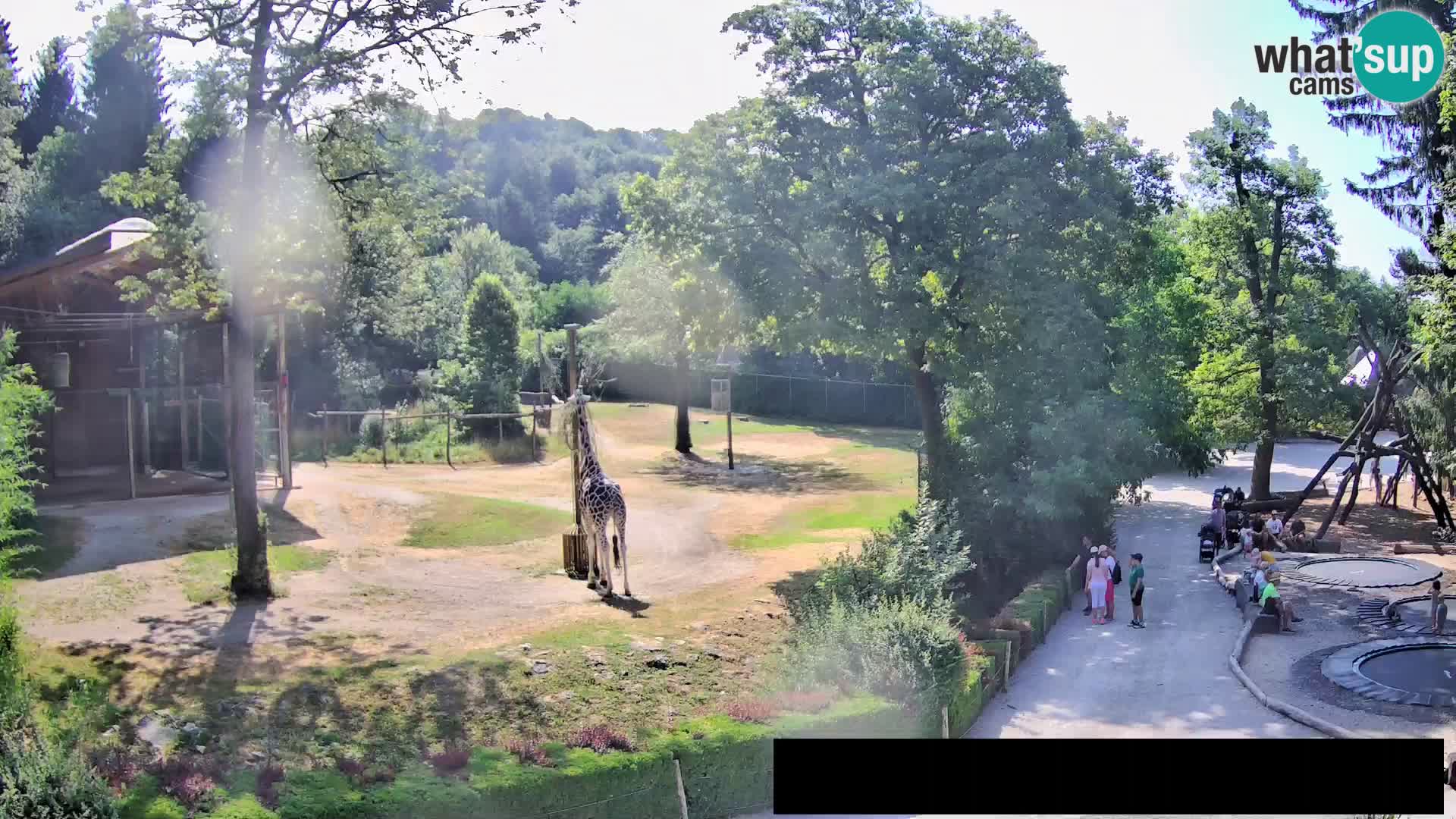 Webcam Zoo Ljubljana – Giraffes