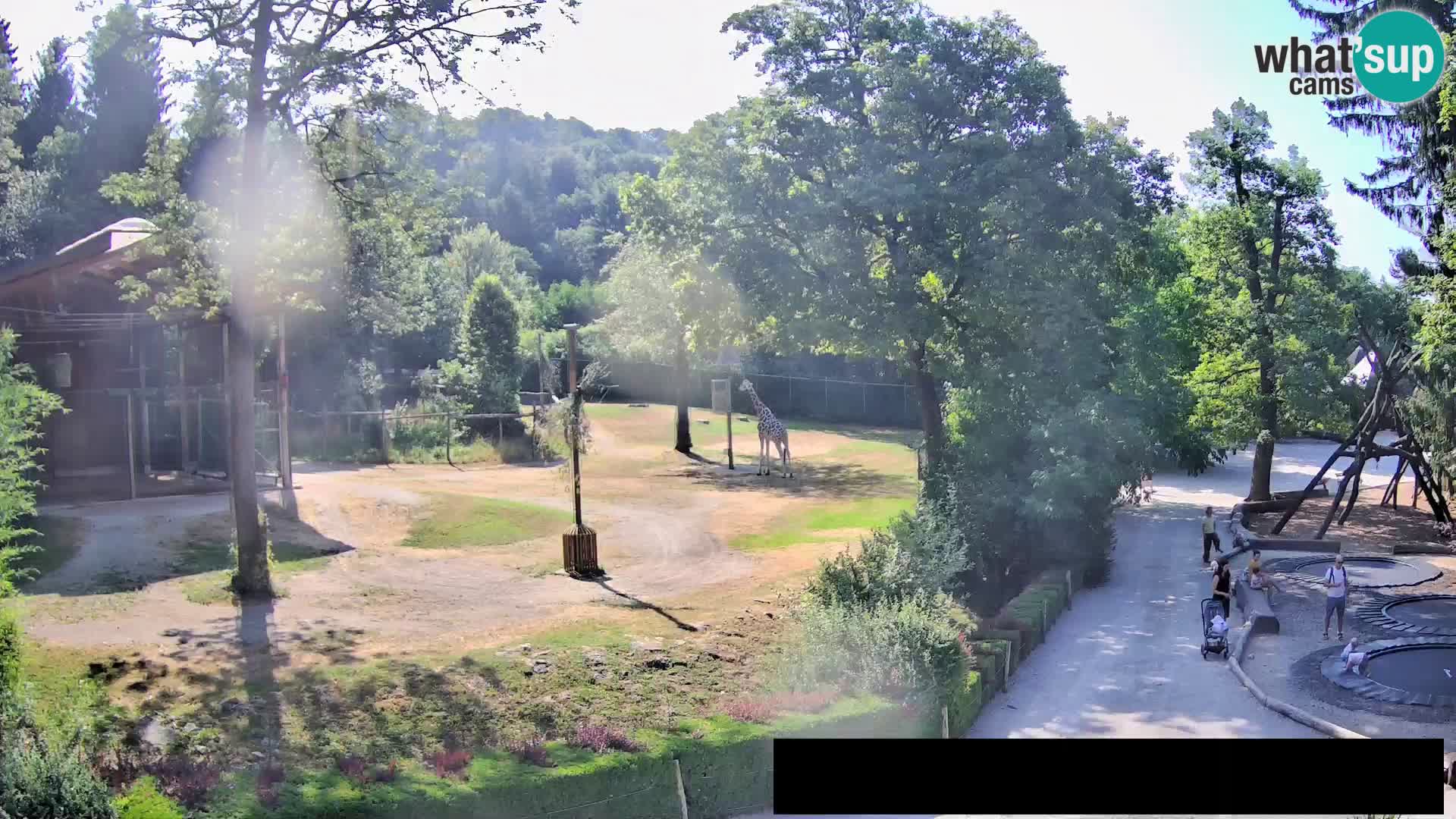 Webcam Zoo Ljubljana – Giraffes