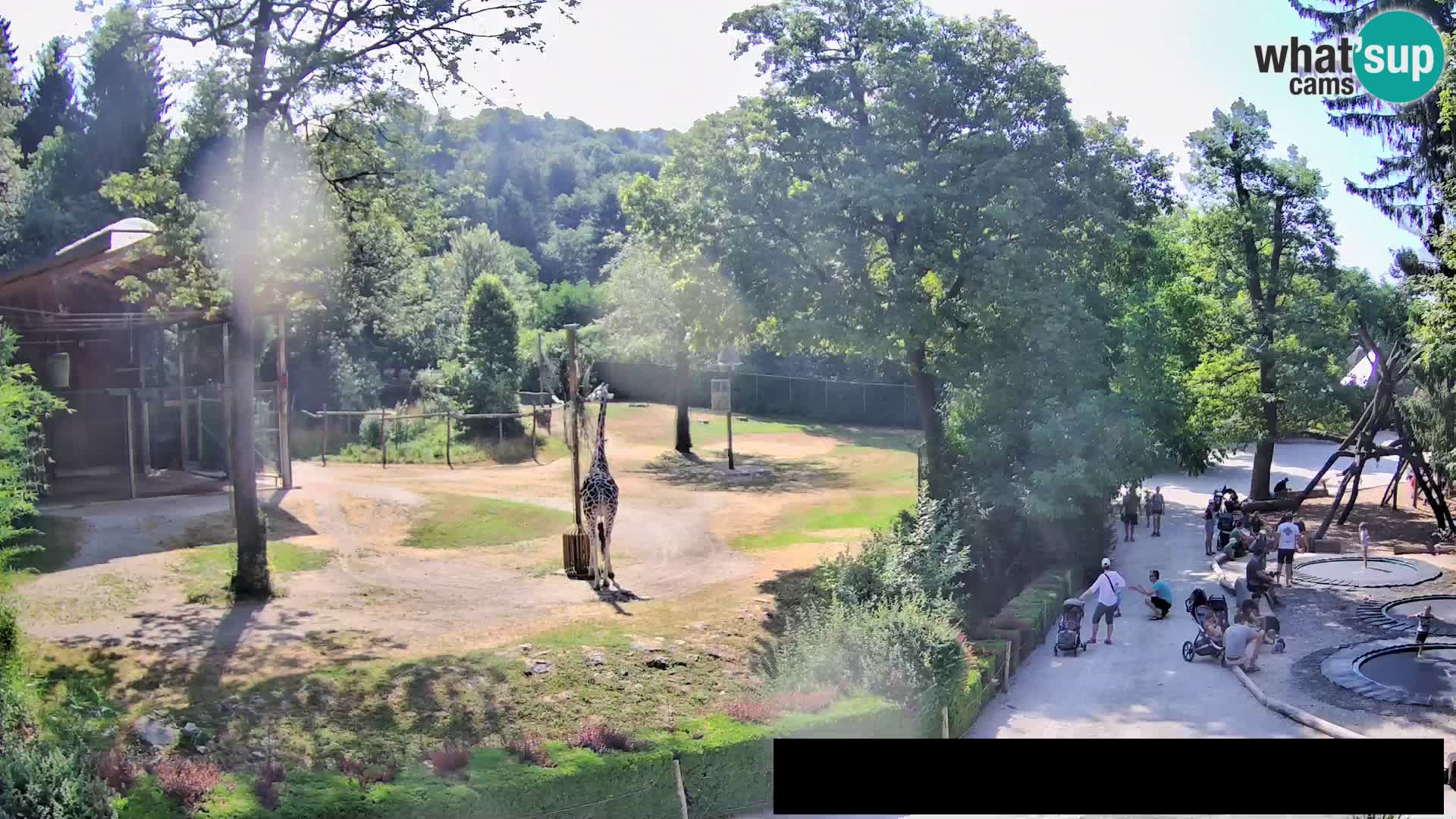 Webcam live Zoo Lubiana – Giraffe