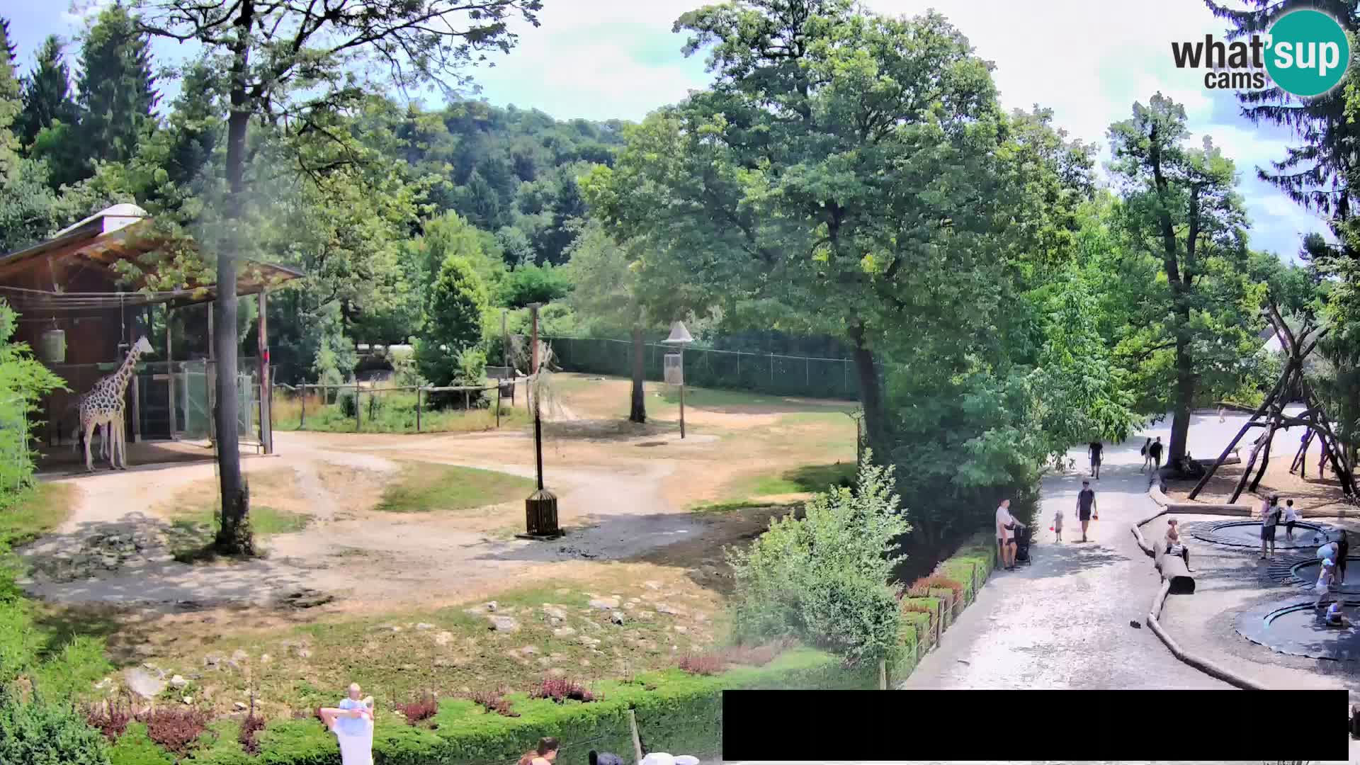 Webcam Zoo Ljubljana – Giraffen