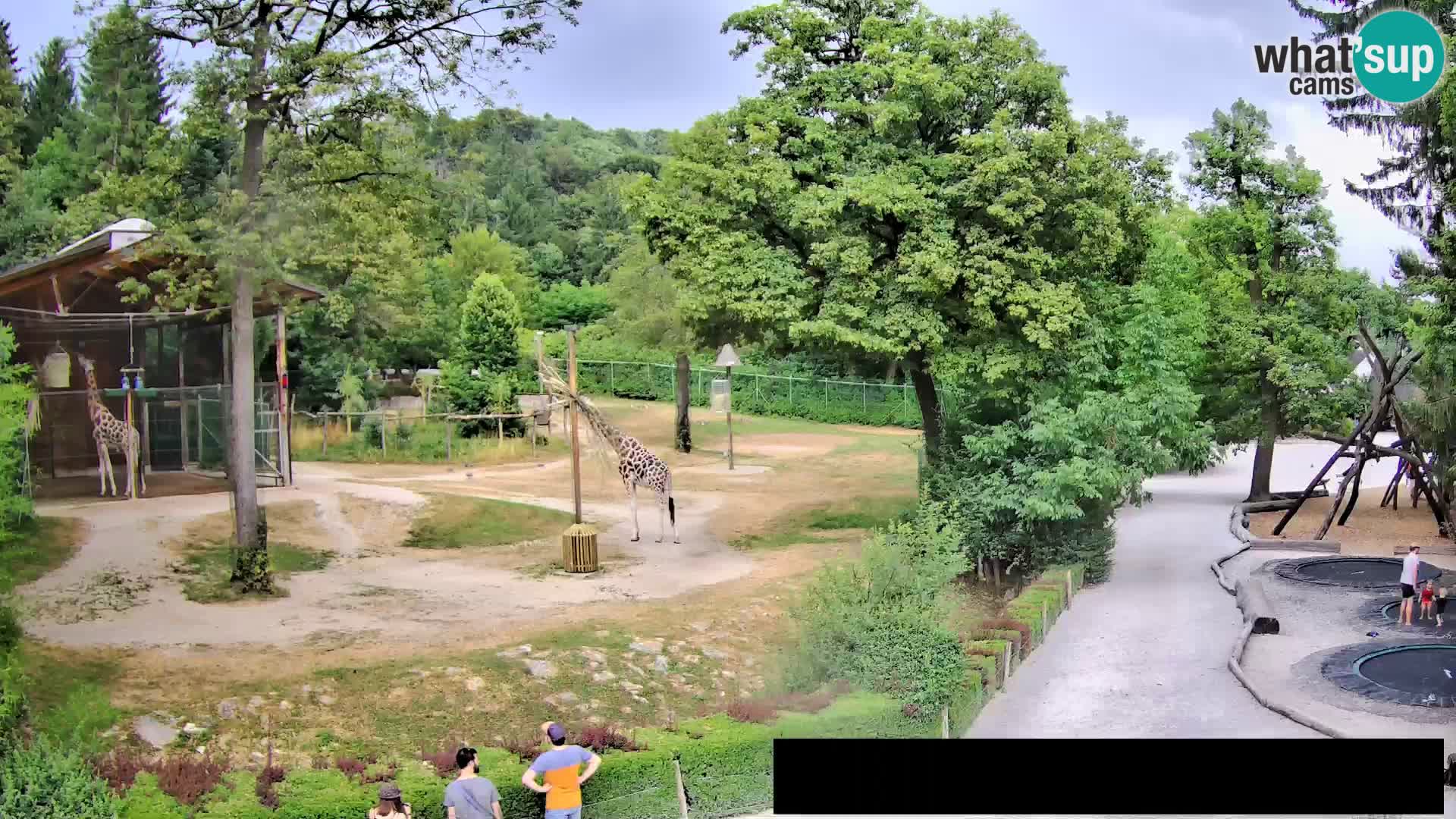 Webcam Zoo Ljubljana – Giraffen