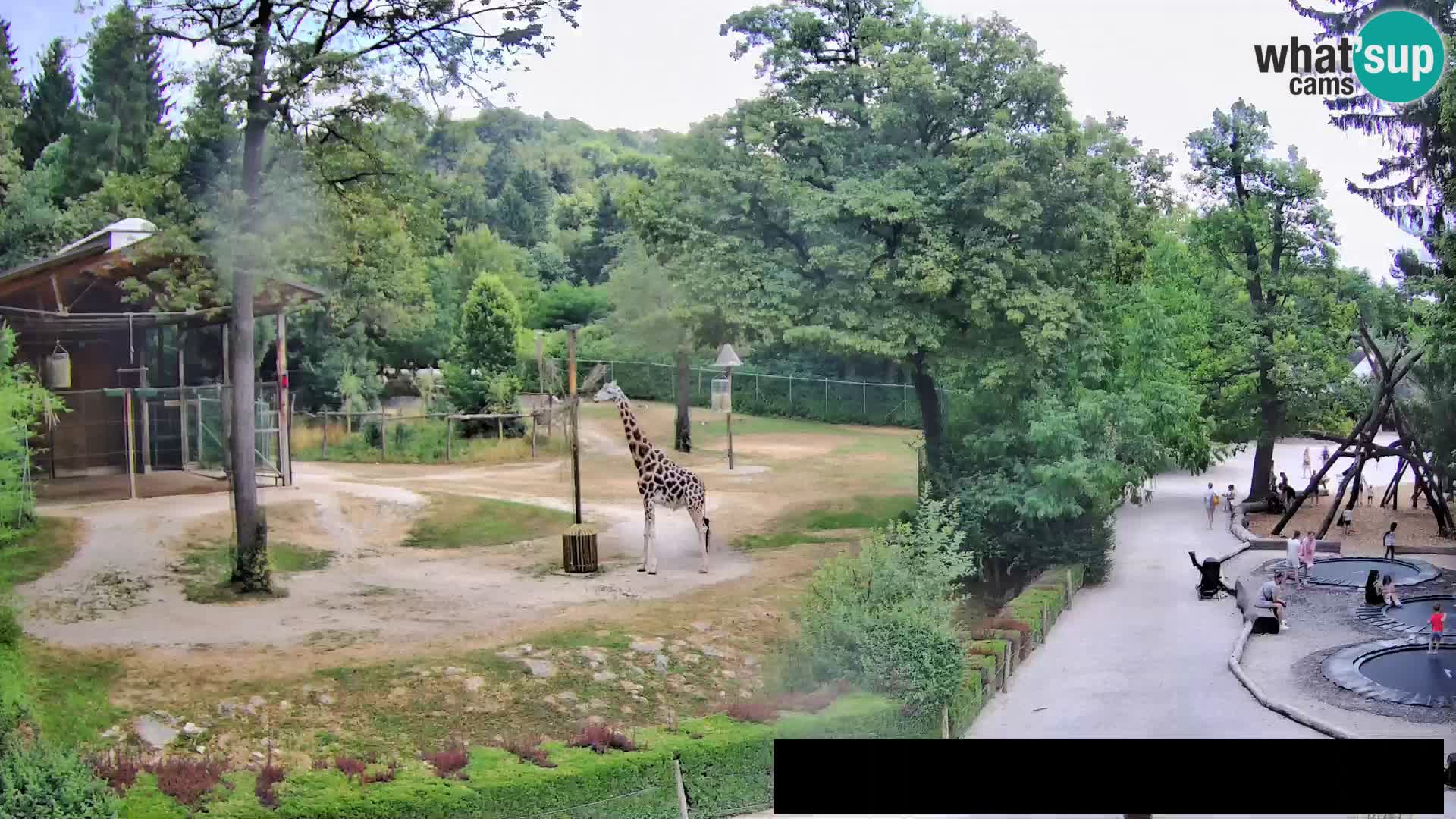 Webcam Zoo Ljubljana – Jirafas