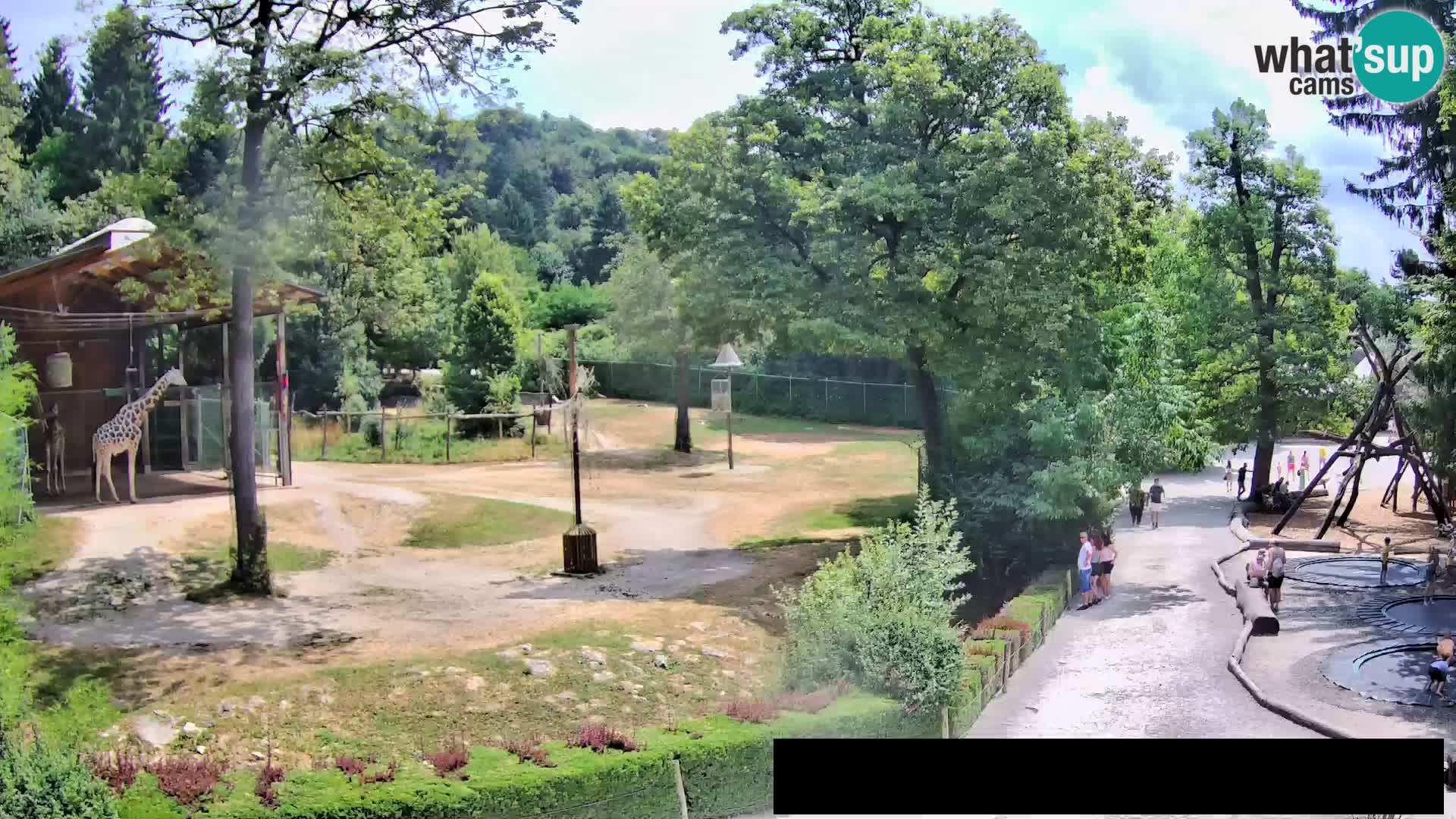 Web kamera Zoo Ljubljana – Žirafe