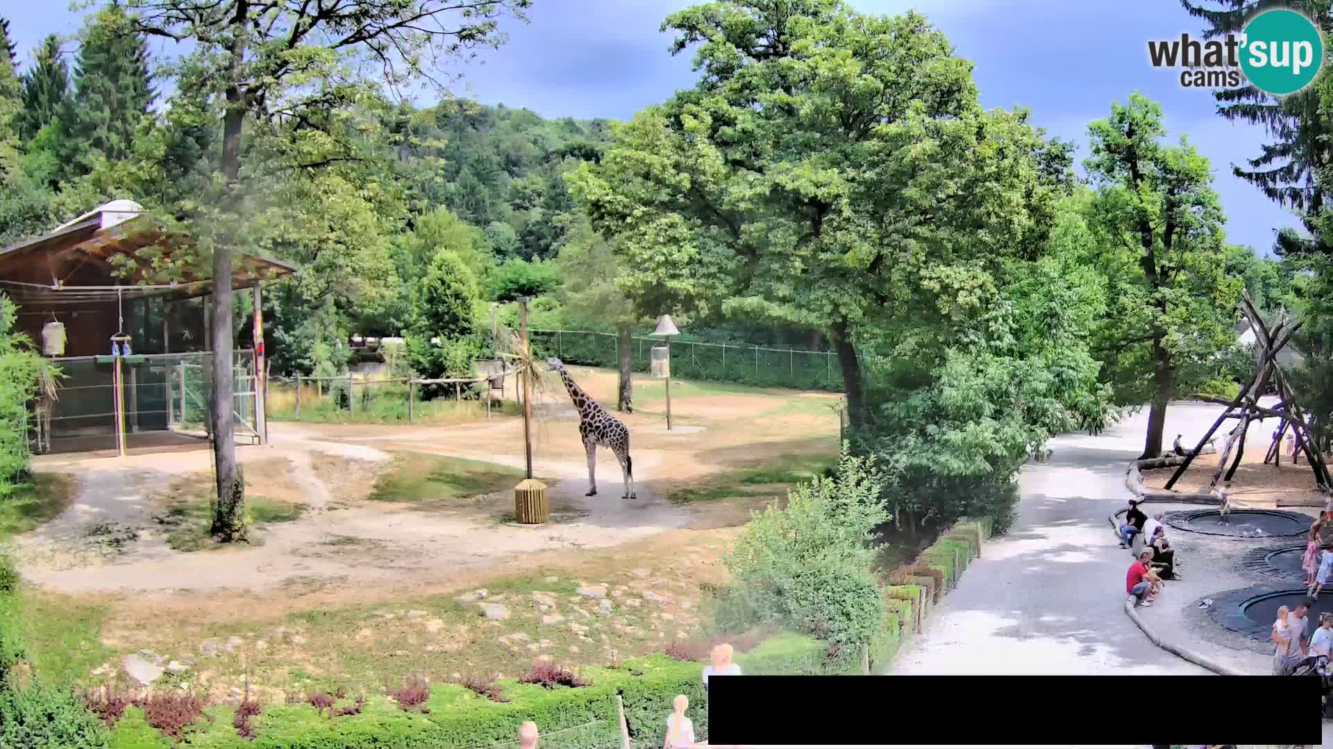 Web kamera Zoo Ljubljana – Žirafe