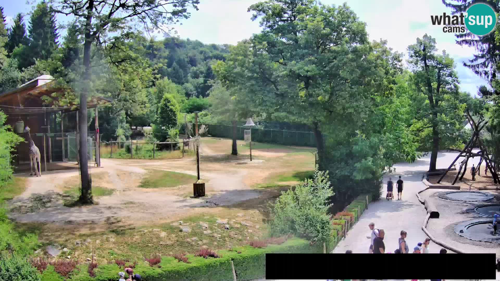 Webcam Zoo Ljubljana – Jirafas