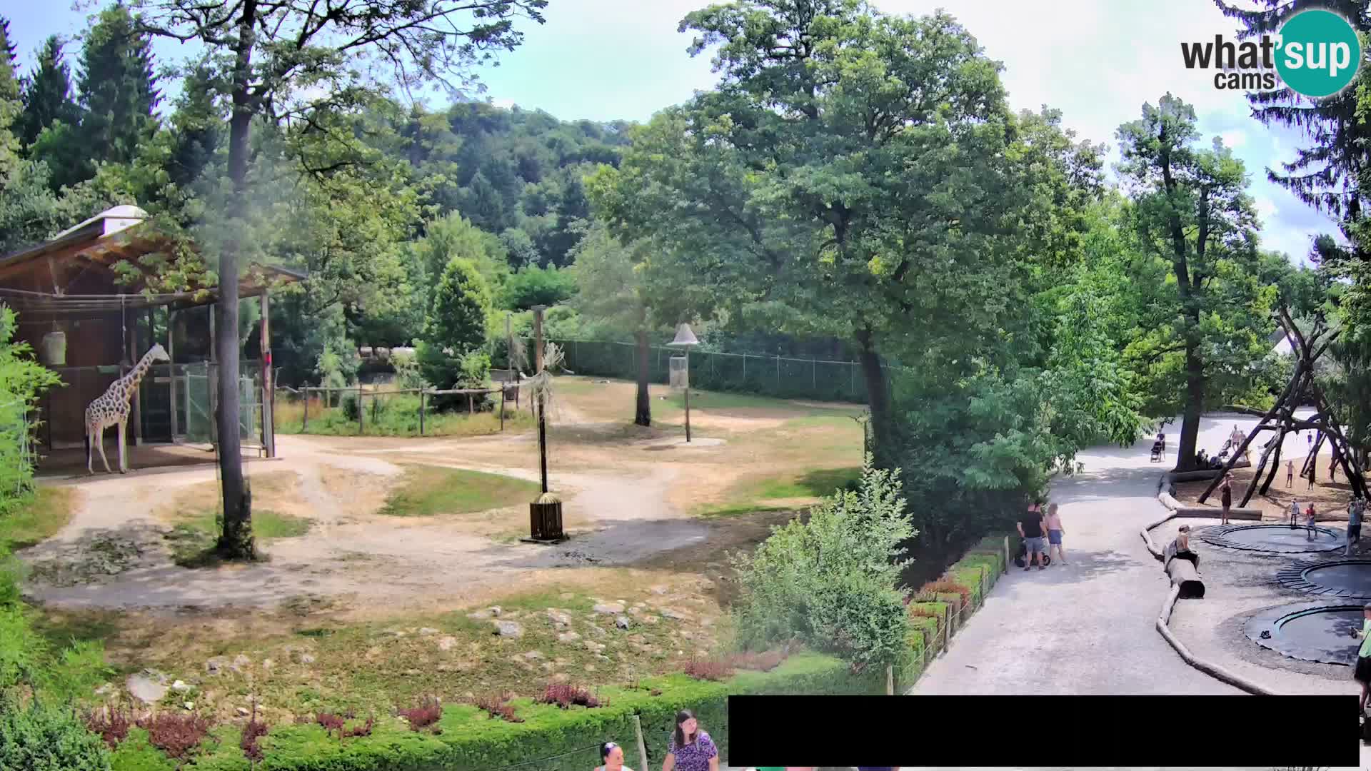 Webcam Zoo Ljubljana – Giraffes