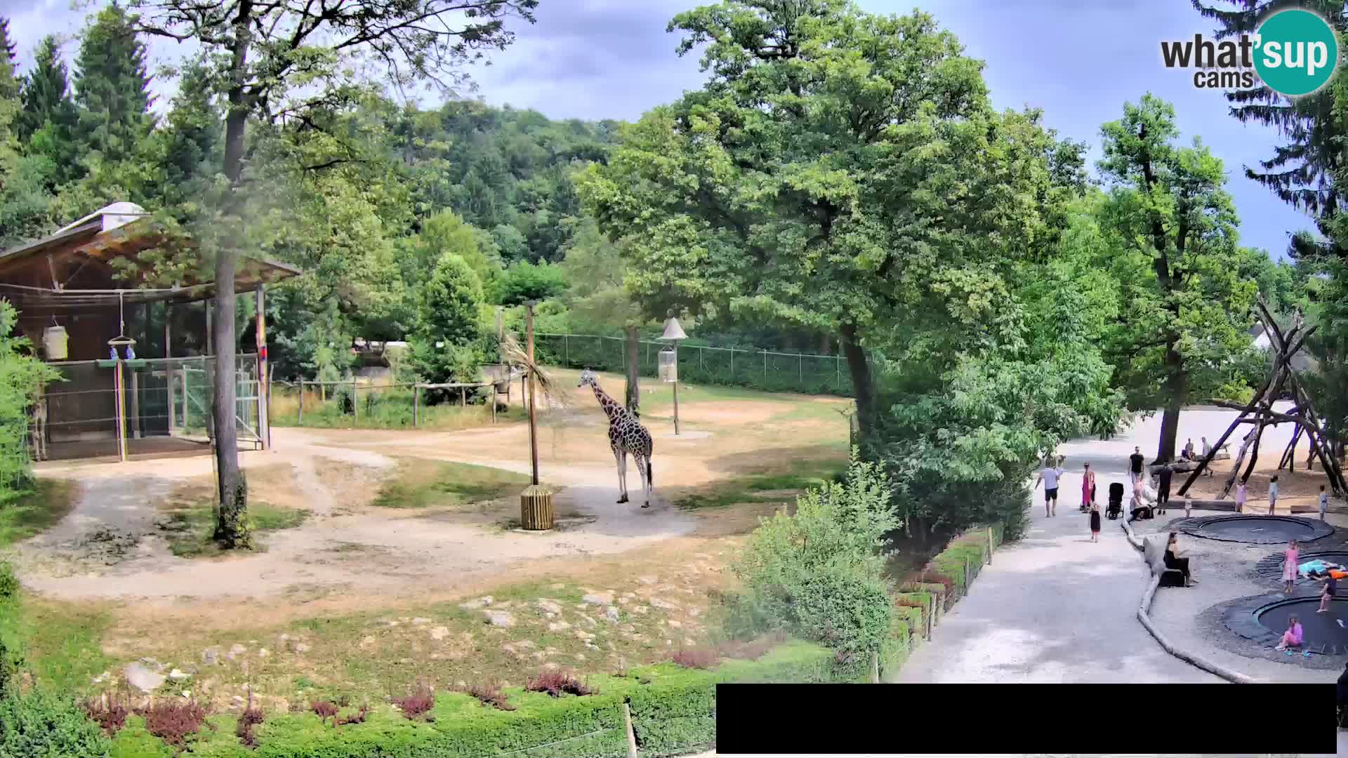 Webcam Zoo Ljubljana – Giraffes