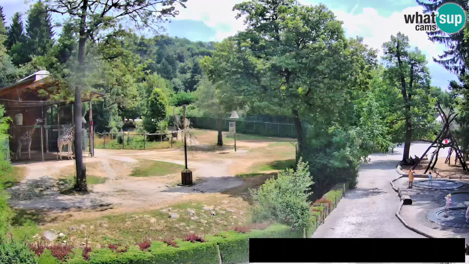 Webcam Zoo Ljubljana – Giraffes