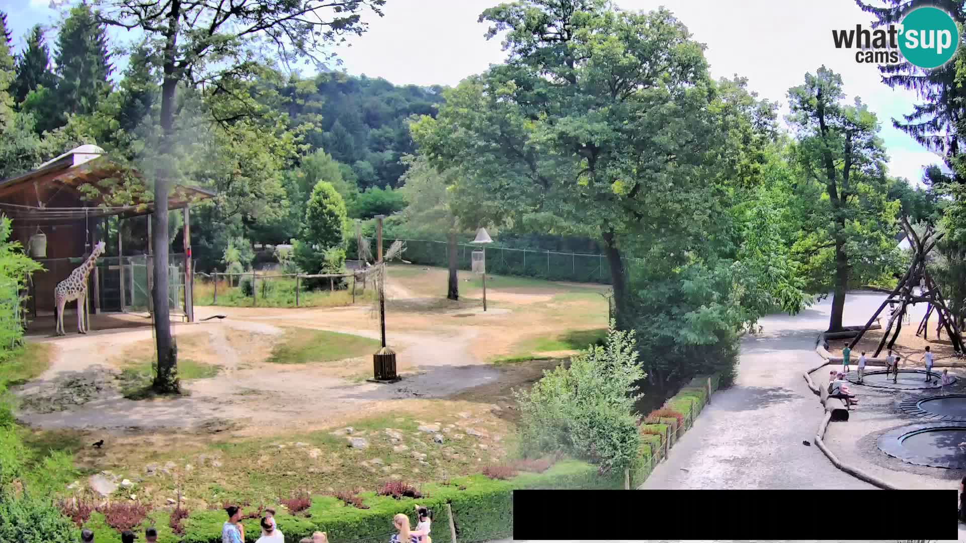 Webcam Zoo Ljubljana – Giraffes