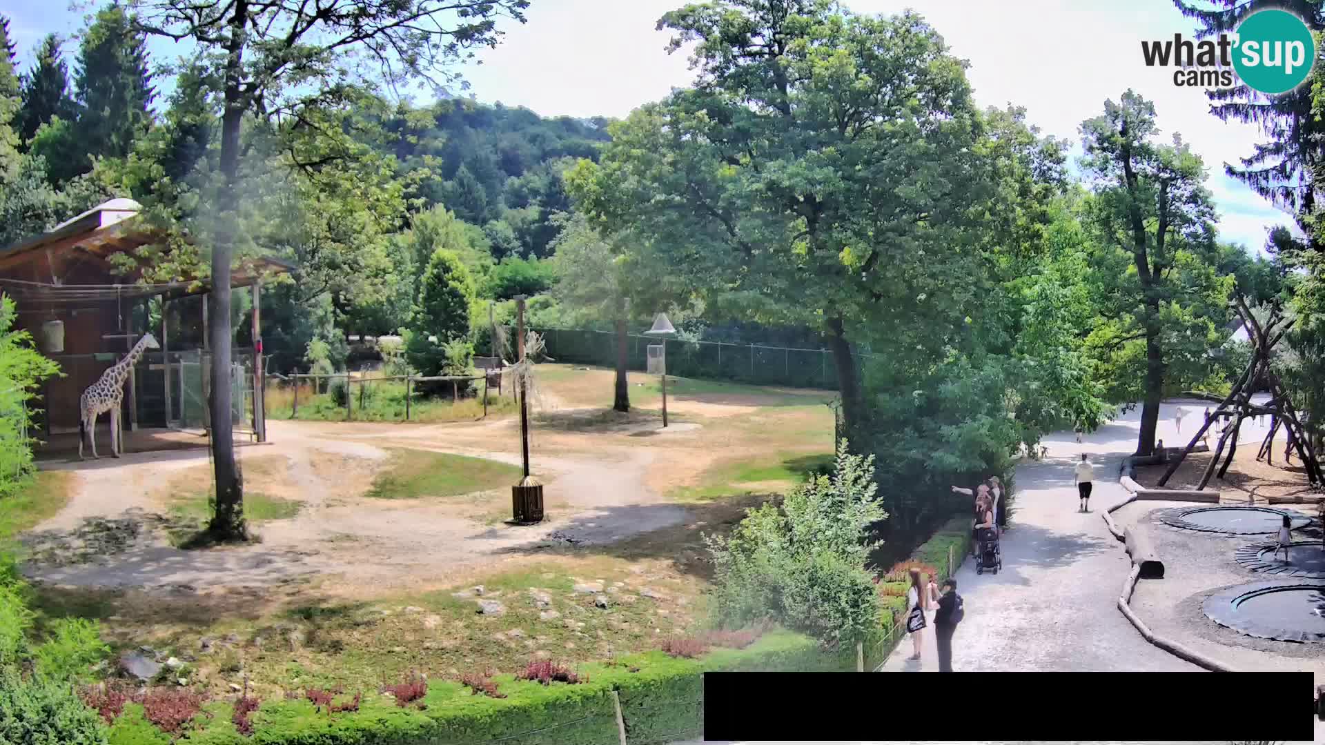 Webcam Zoo Ljubljana – Jirafas