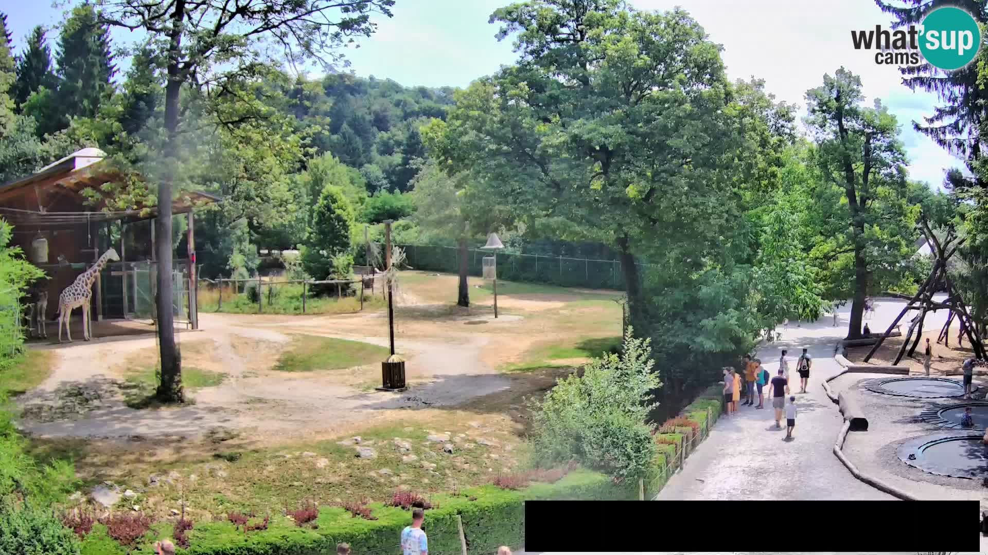 Webcam Zoo Ljubljana – Jirafas