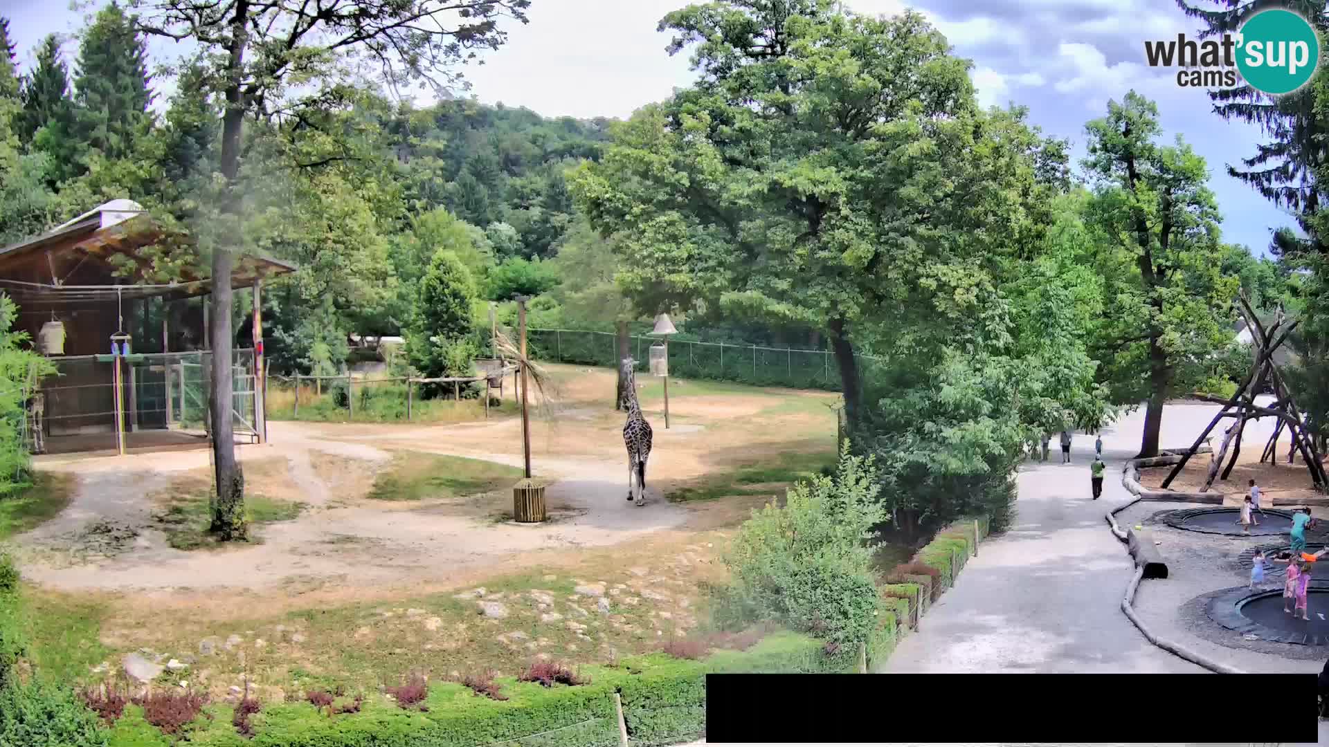 Webcam Zoo Ljubljana – Giraffes