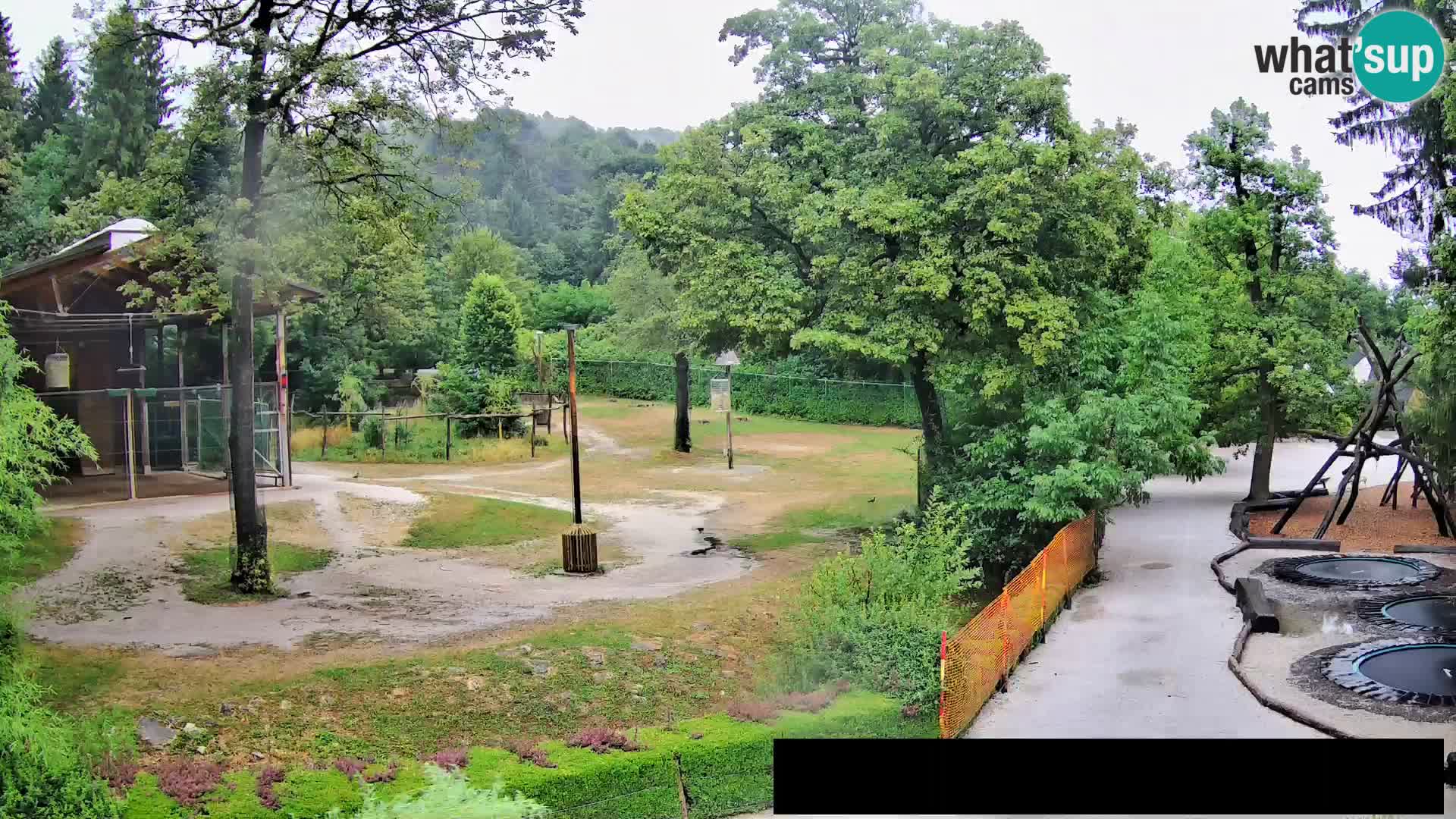 Webcam Zoo Ljubljana – Giraffes