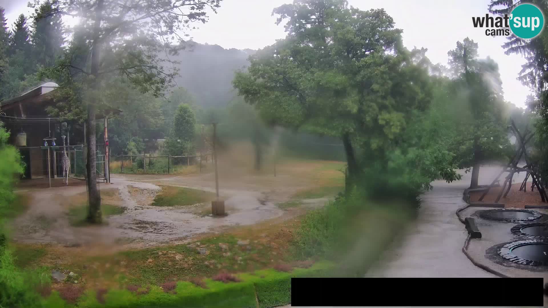 Spletna kamera Živalski vrt Ljubljana – Žirafe
