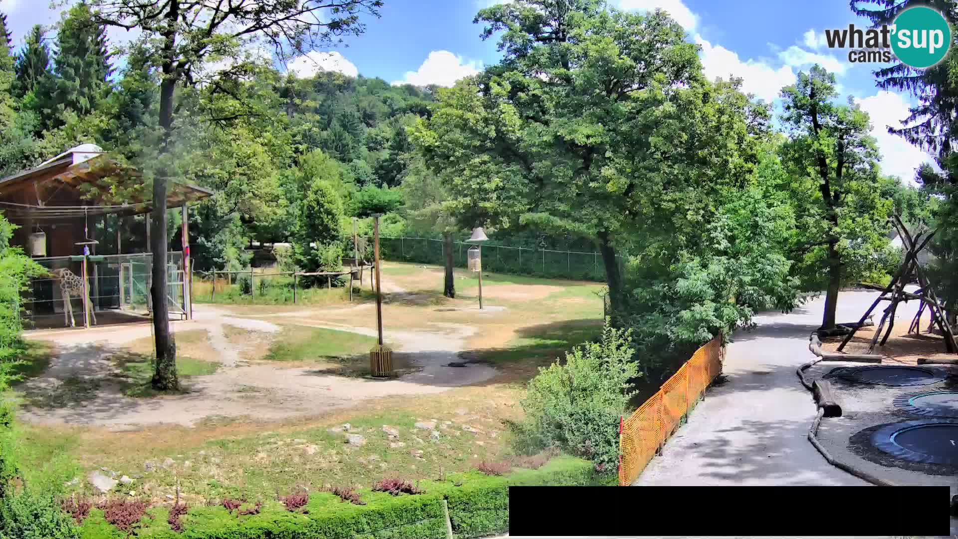 Webcam Zoo Ljubljana – Giraffen