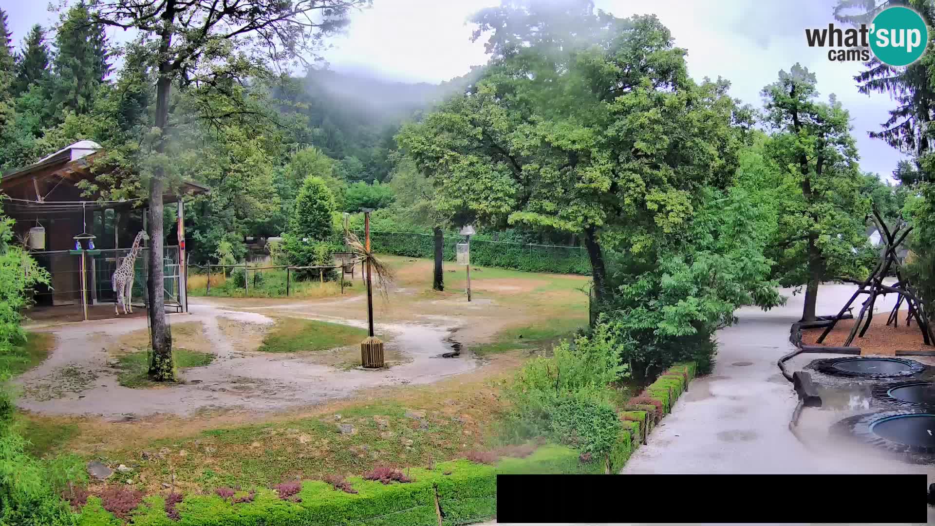 Webcam live Zoo Lubiana – Giraffe