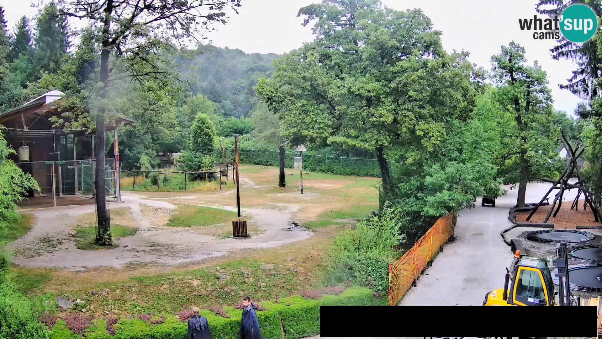 Webcam Zoo Ljubljana – Giraffen