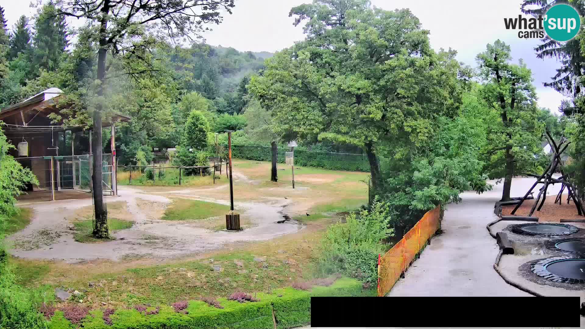Spletna kamera Živalski vrt Ljubljana – Žirafe