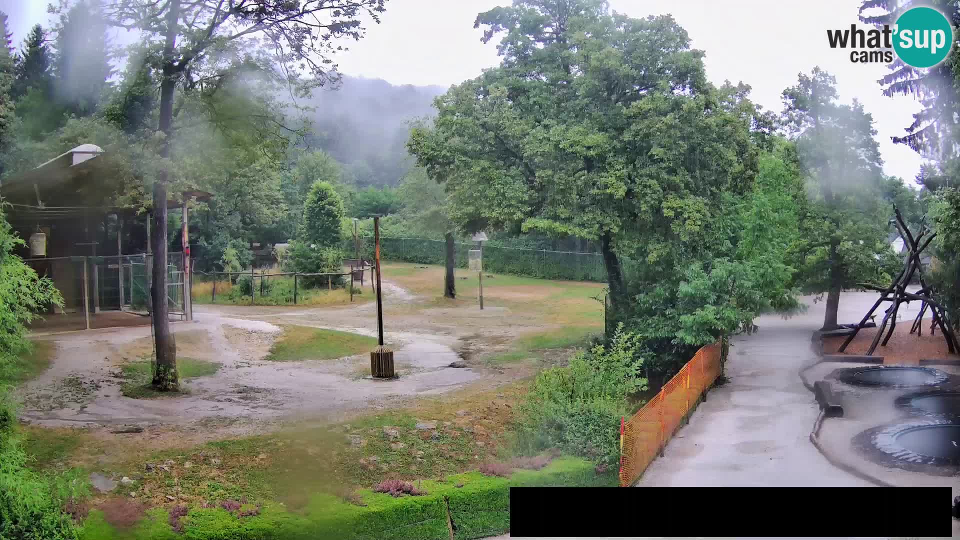 Webcam live Zoo Lubiana – Giraffe