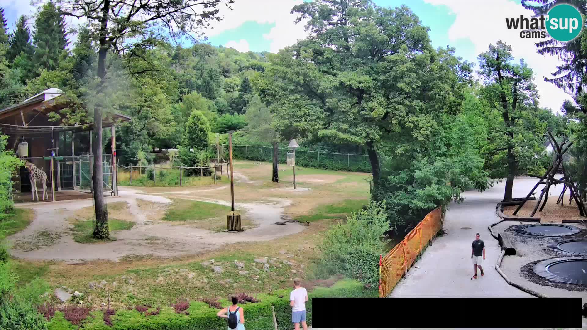 Webcam Zoo Ljubljana – Giraffen
