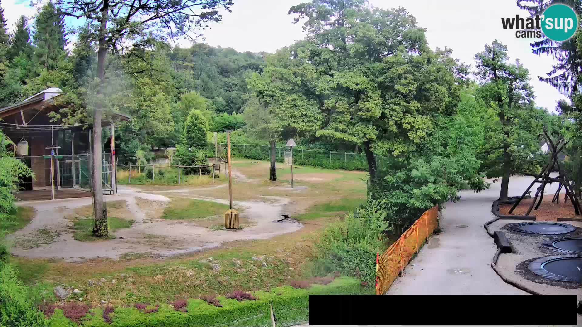 Webcam Zoo Ljubljana – Giraffes