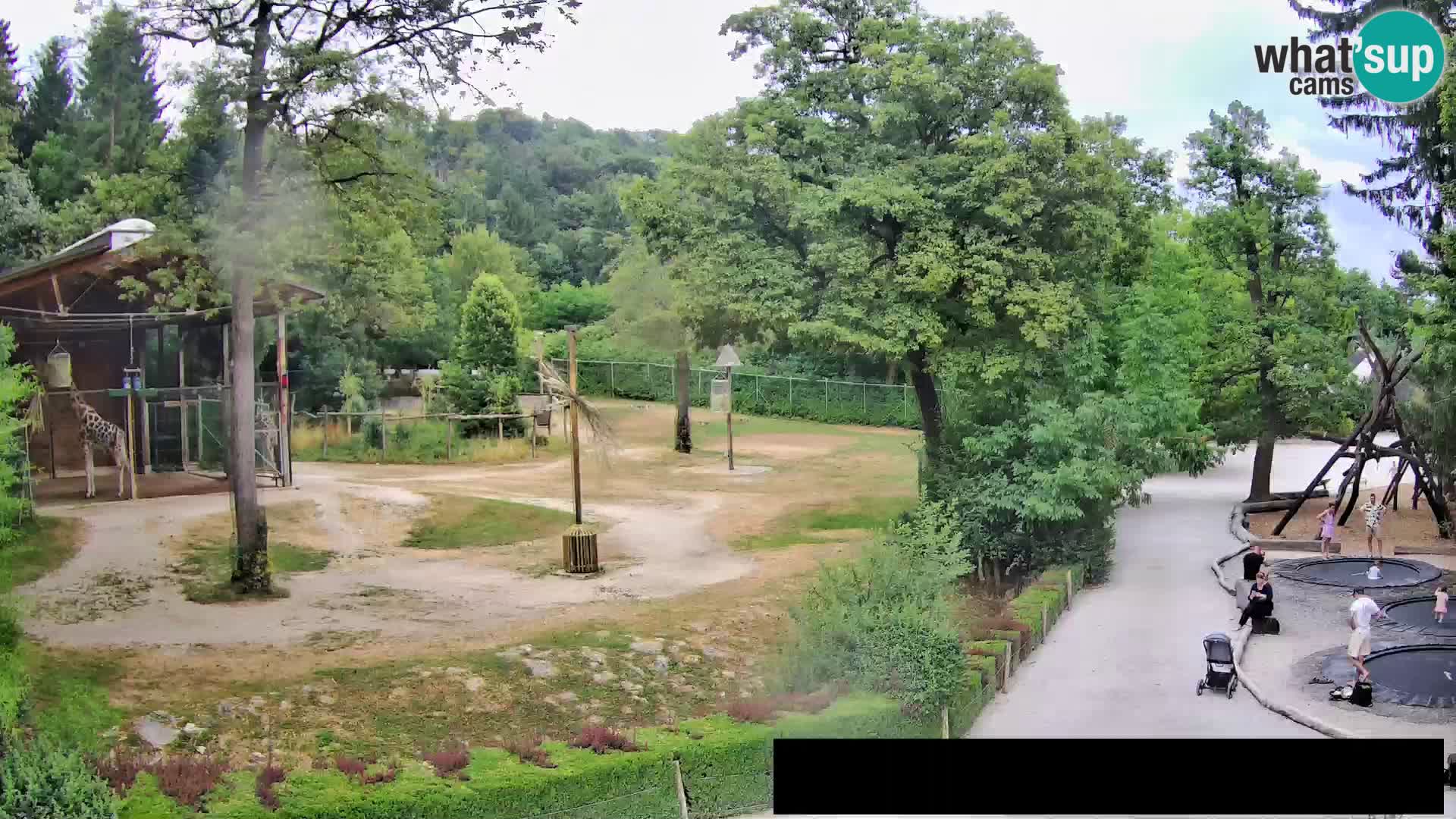 Webcam Zoo Ljubljana – Giraffes