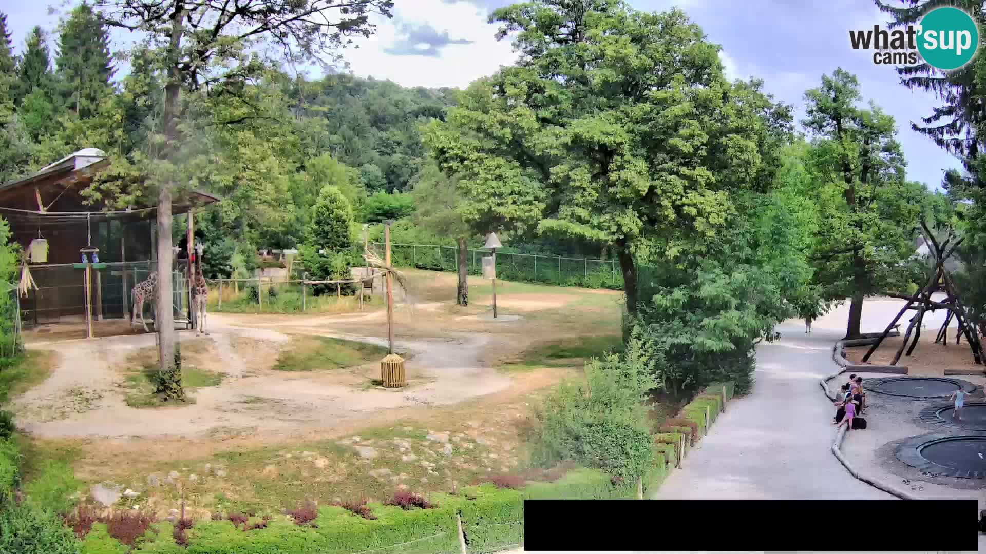 Webcam Zoo Ljubljana – Jirafas
