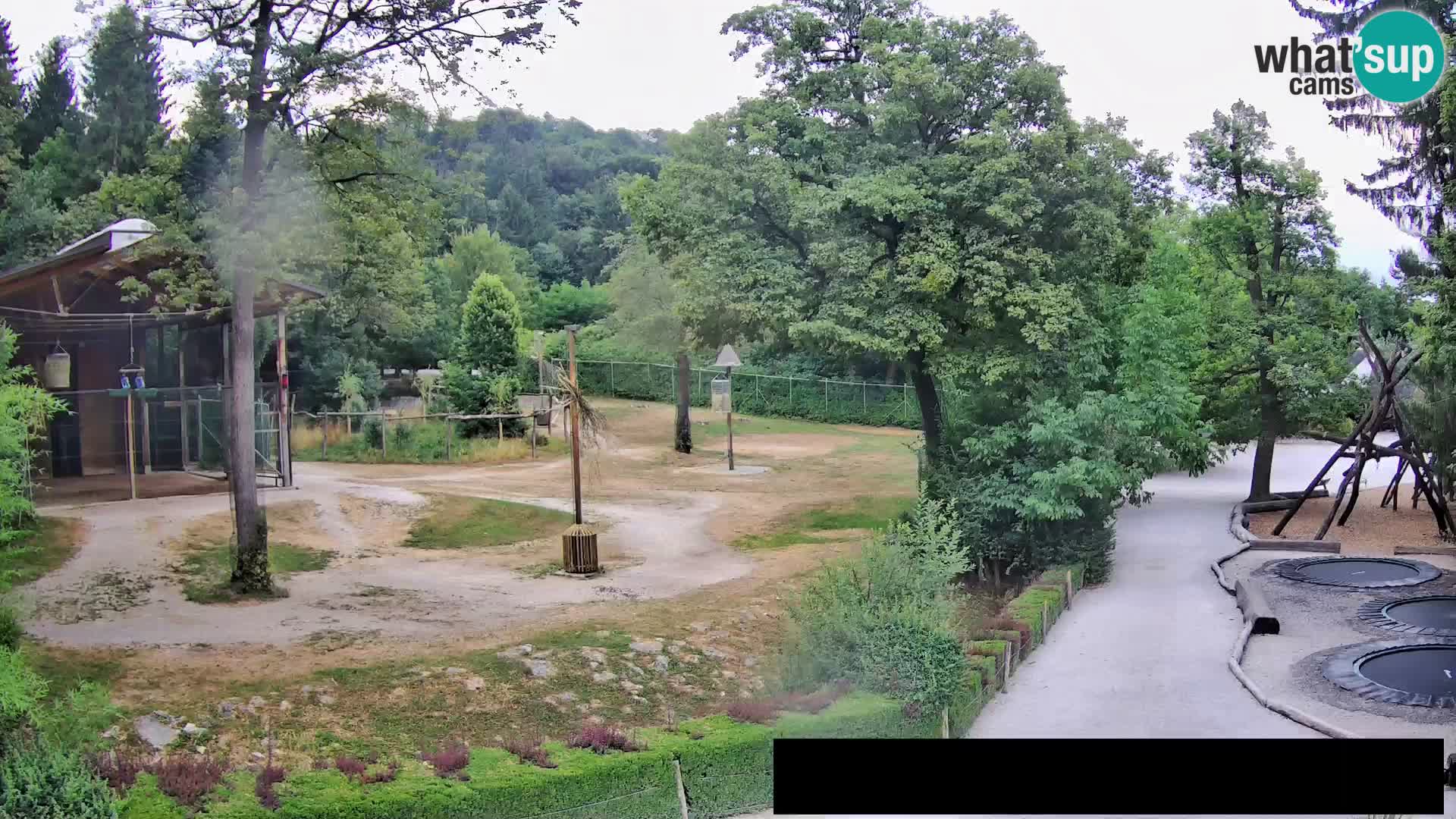 Web kamera Zoo Ljubljana – Žirafe