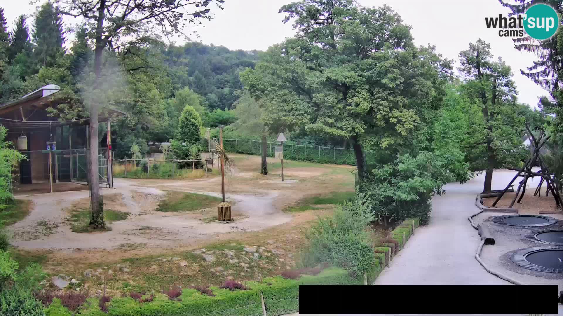 Web kamera Zoo Ljubljana – Žirafe