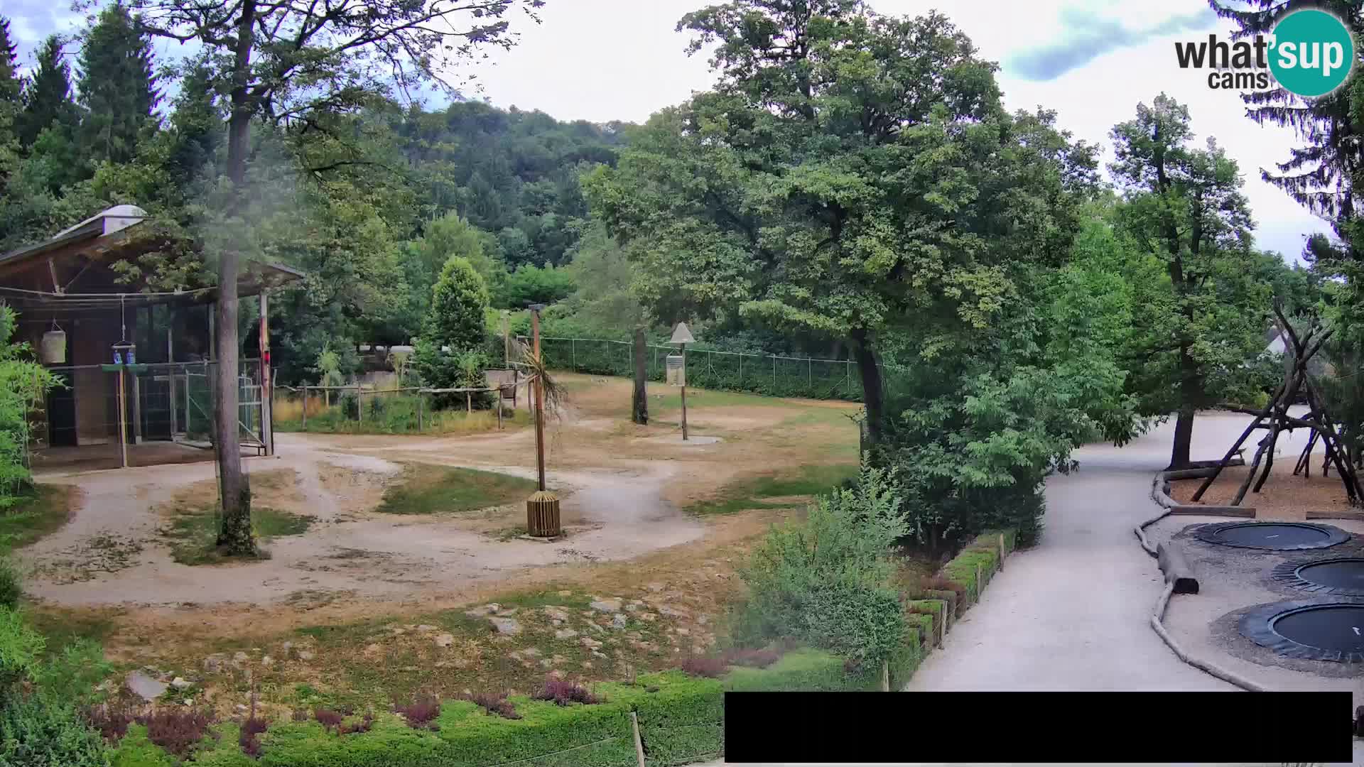 Webcam Zoo Ljubljana – Jirafas