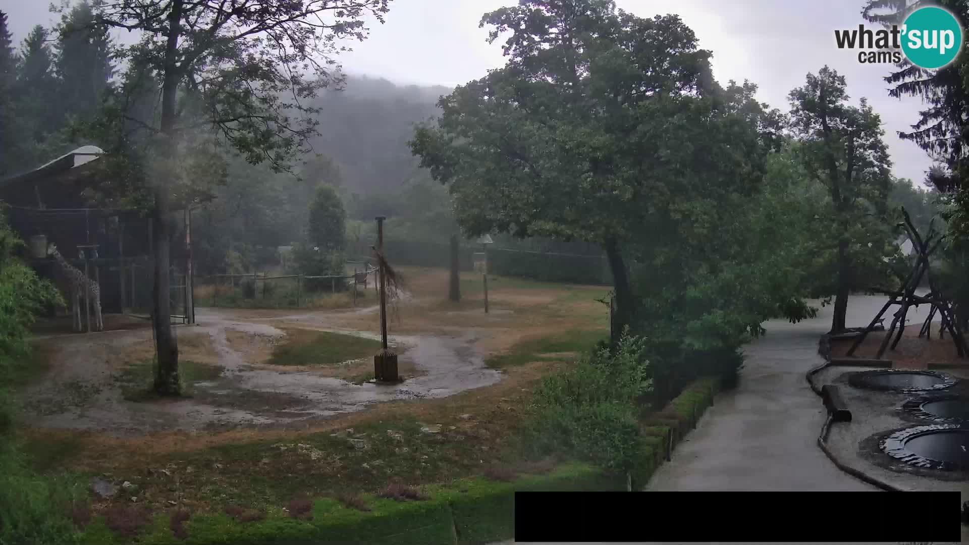 Webcam Zoo Ljubljana – Giraffen