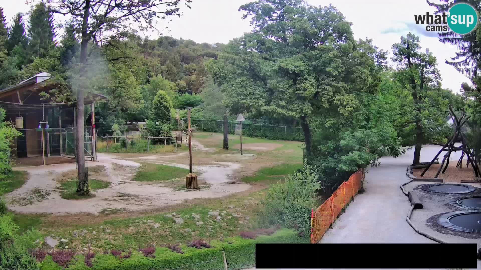 Webcam Zoo Ljubljana – Giraffes