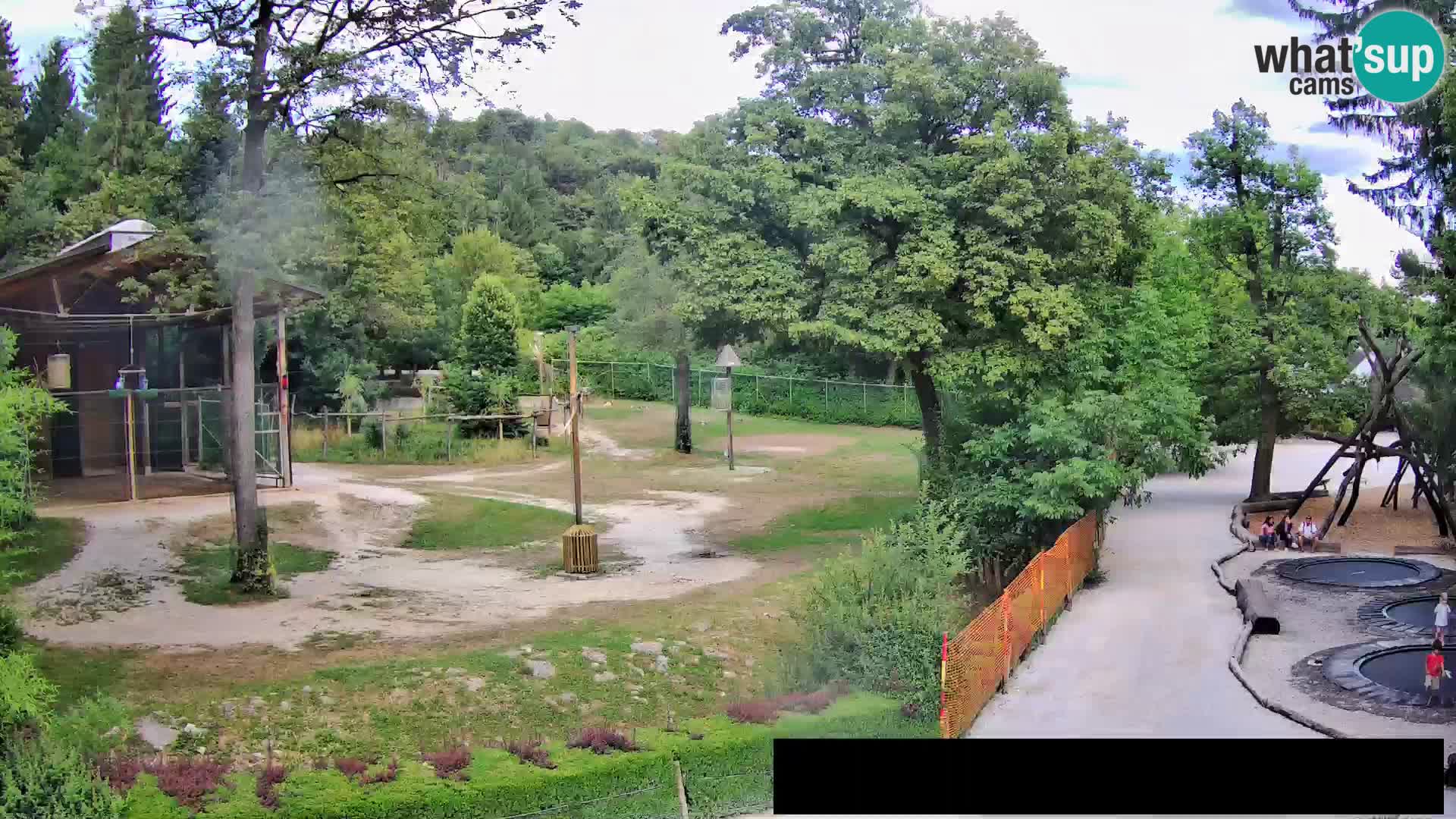 Webcam Zoo Ljubljana – Giraffes