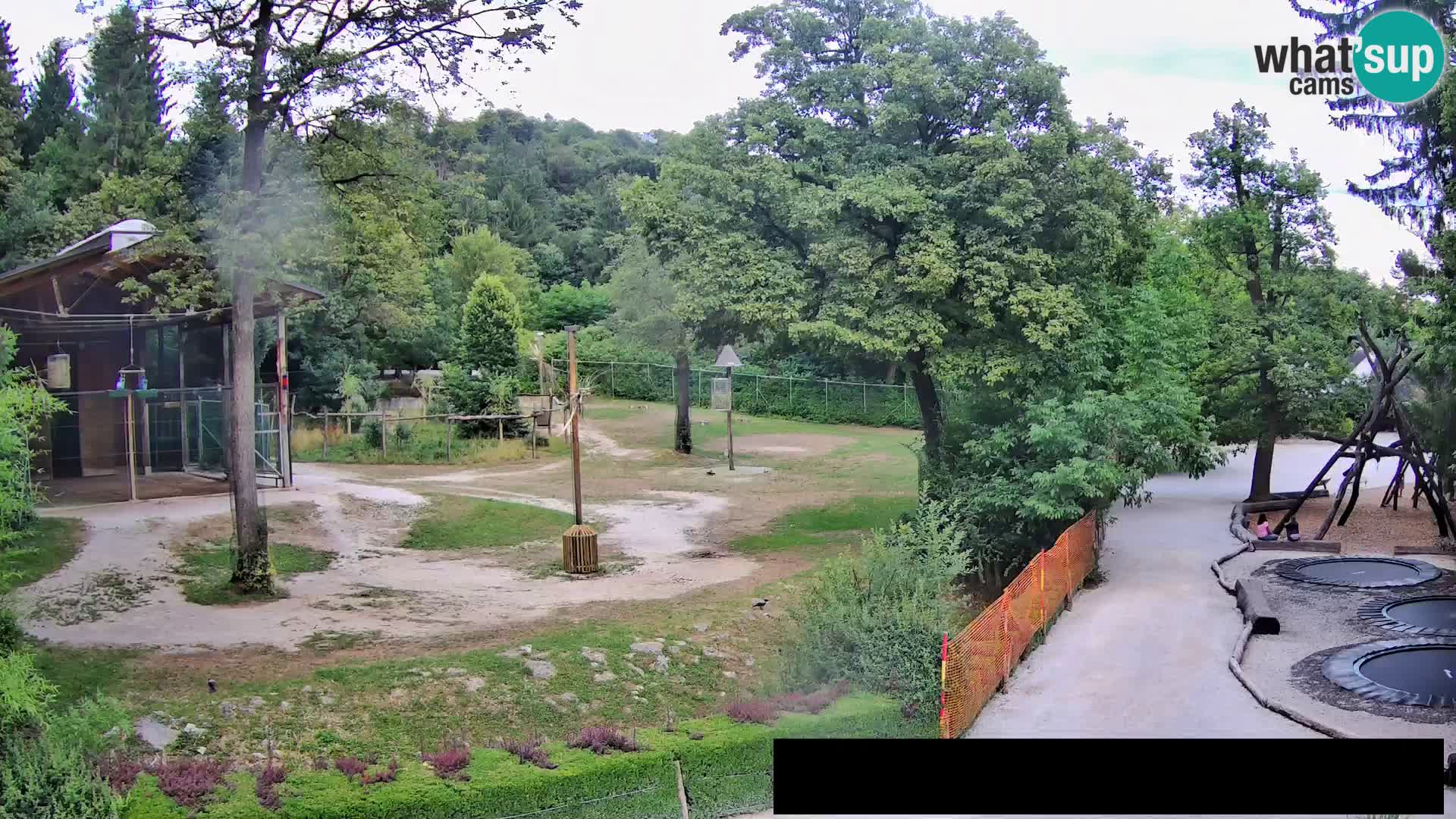 Webcam Zoo Ljubljana – Giraffes