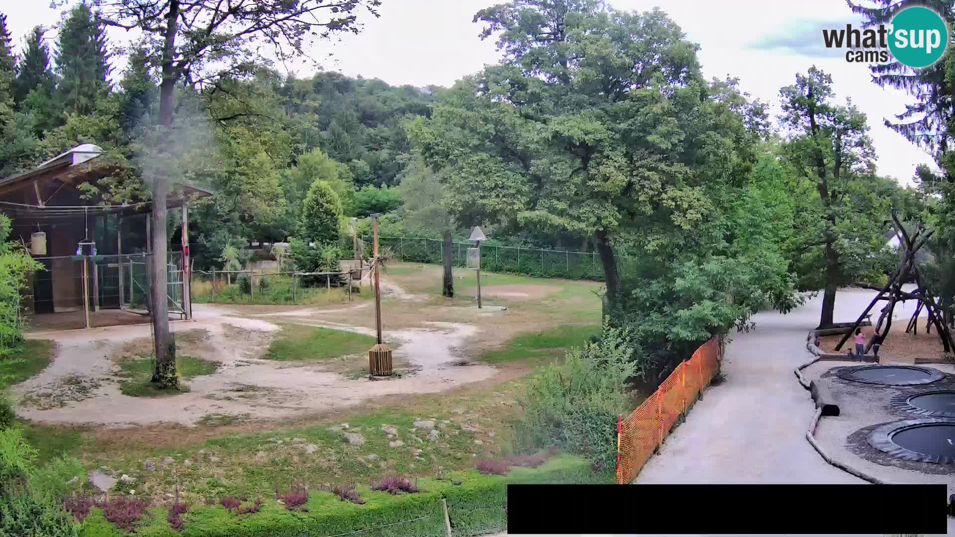 Spletna kamera Živalski vrt Ljubljana – Žirafe