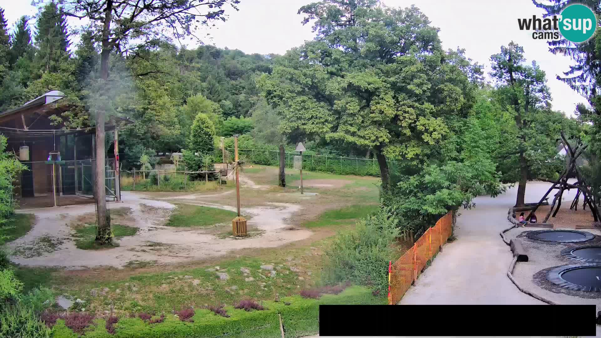 Web kamera Zoo Ljubljana – Žirafe