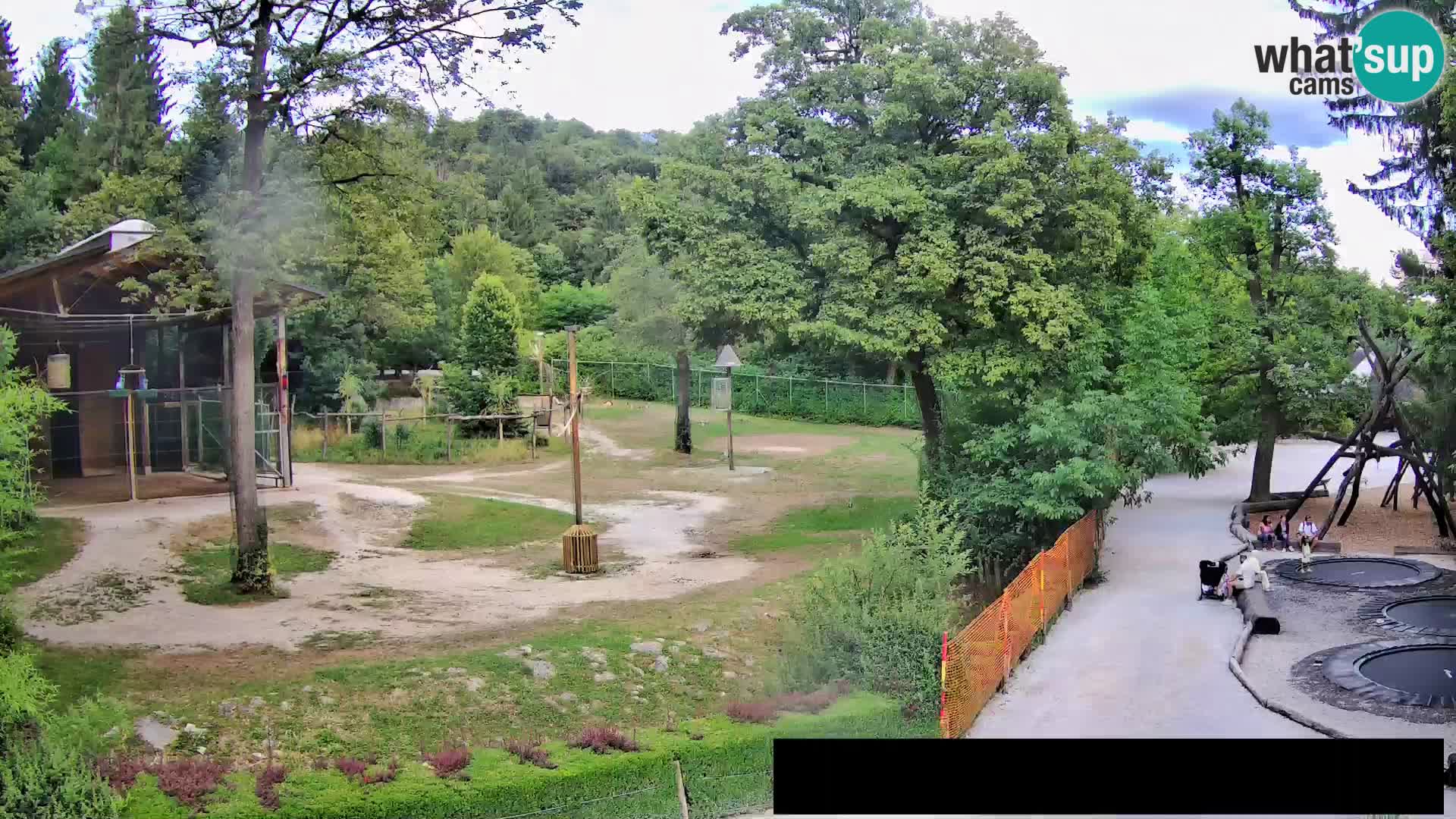 Webcam Zoo Ljubljana – Jirafas