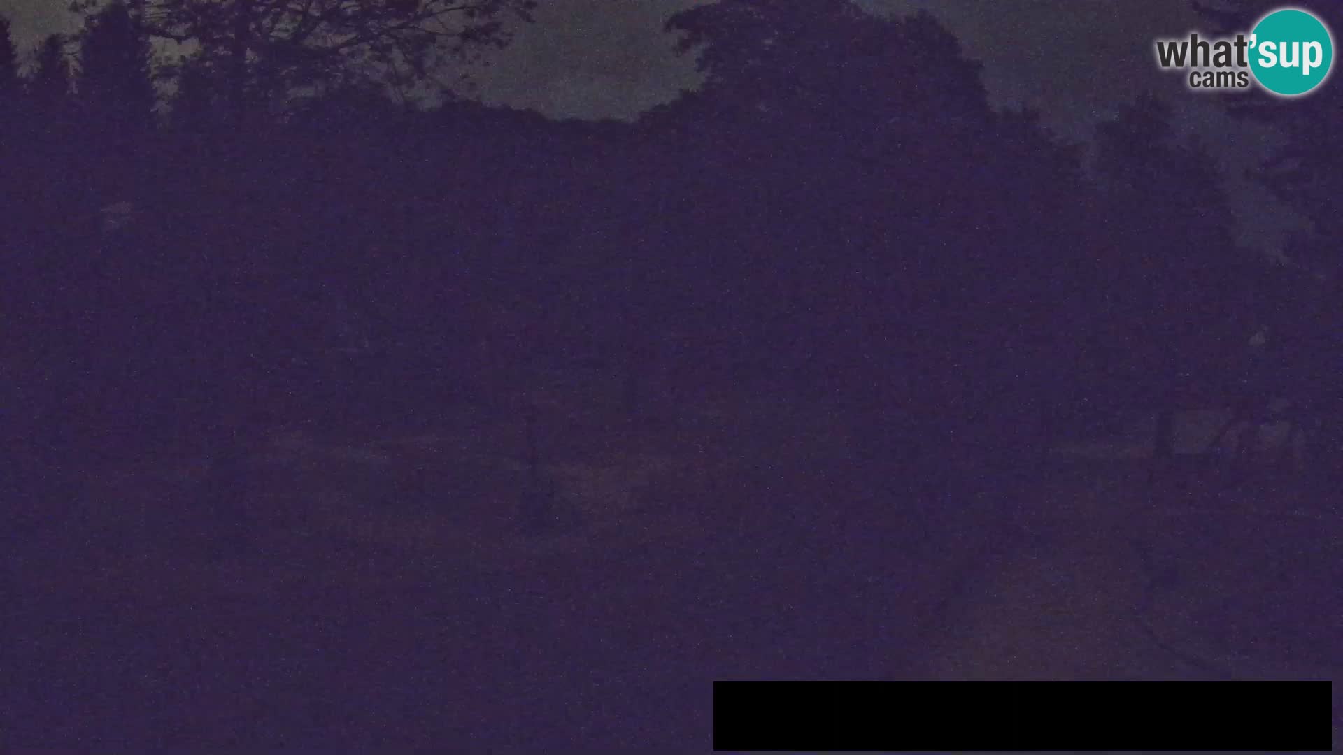 Webcam Zoo Ljubljana – Giraffen