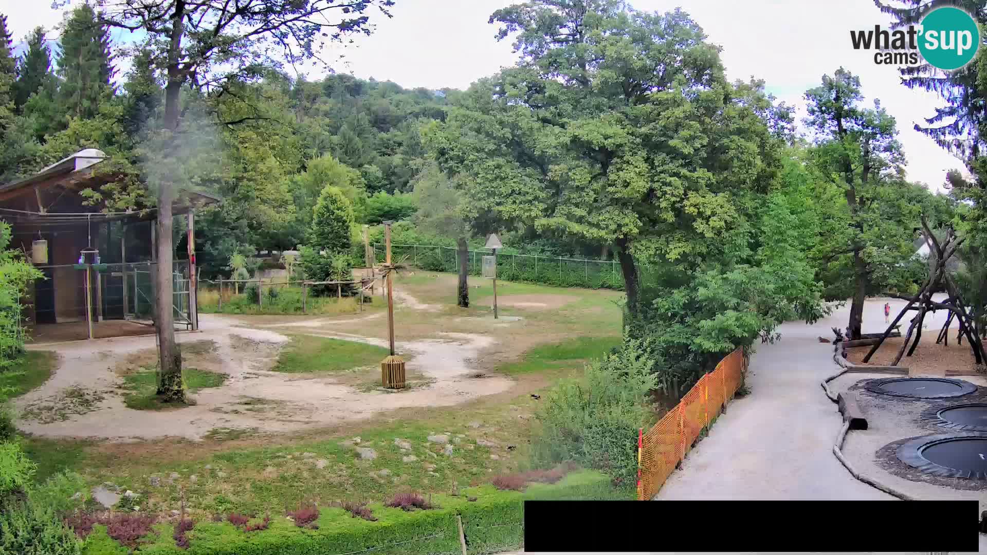 Webcam Zoo Ljubljana – Giraffes
