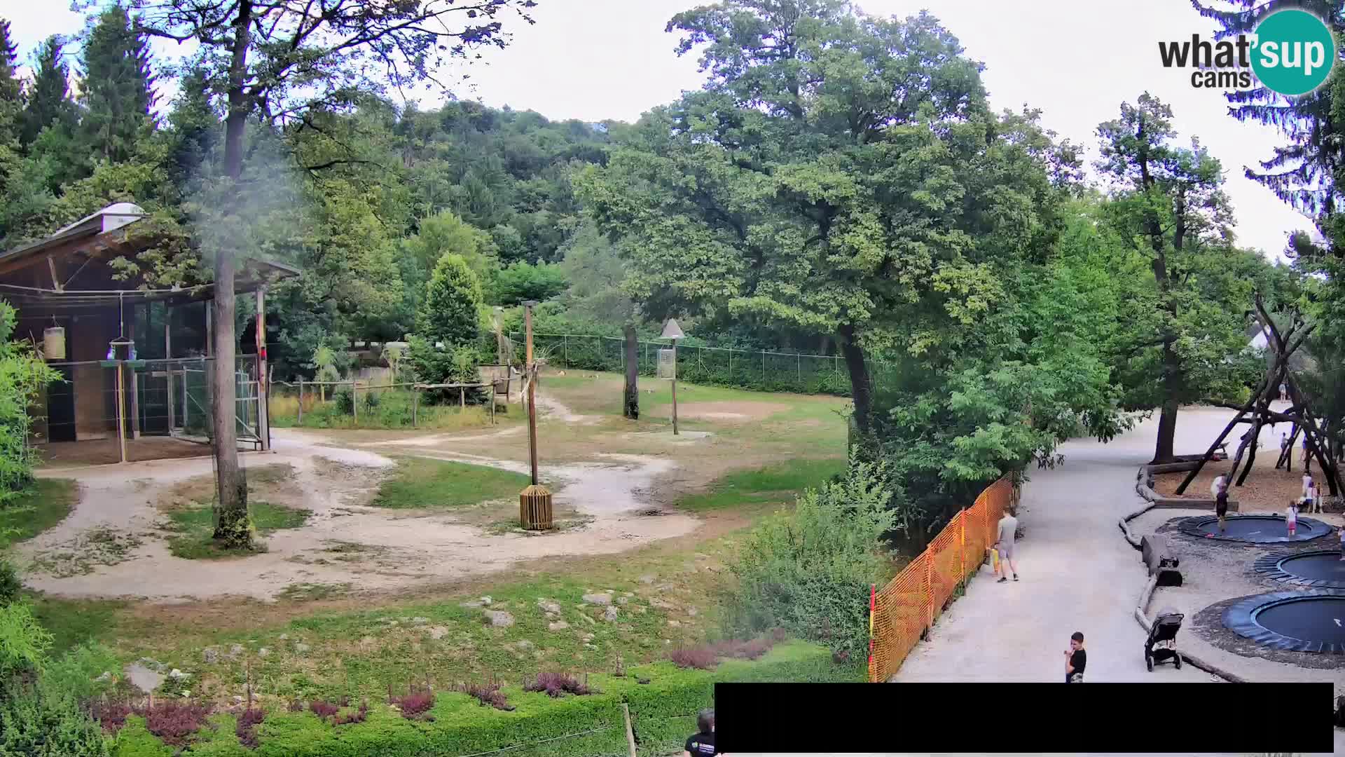 Webcam Zoo Ljubljana – Jirafas