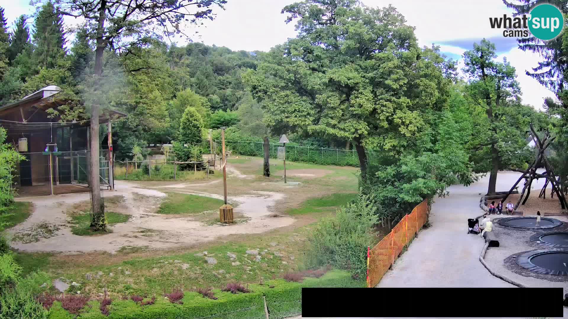 Webcam Zoo Ljubljana – Giraffes